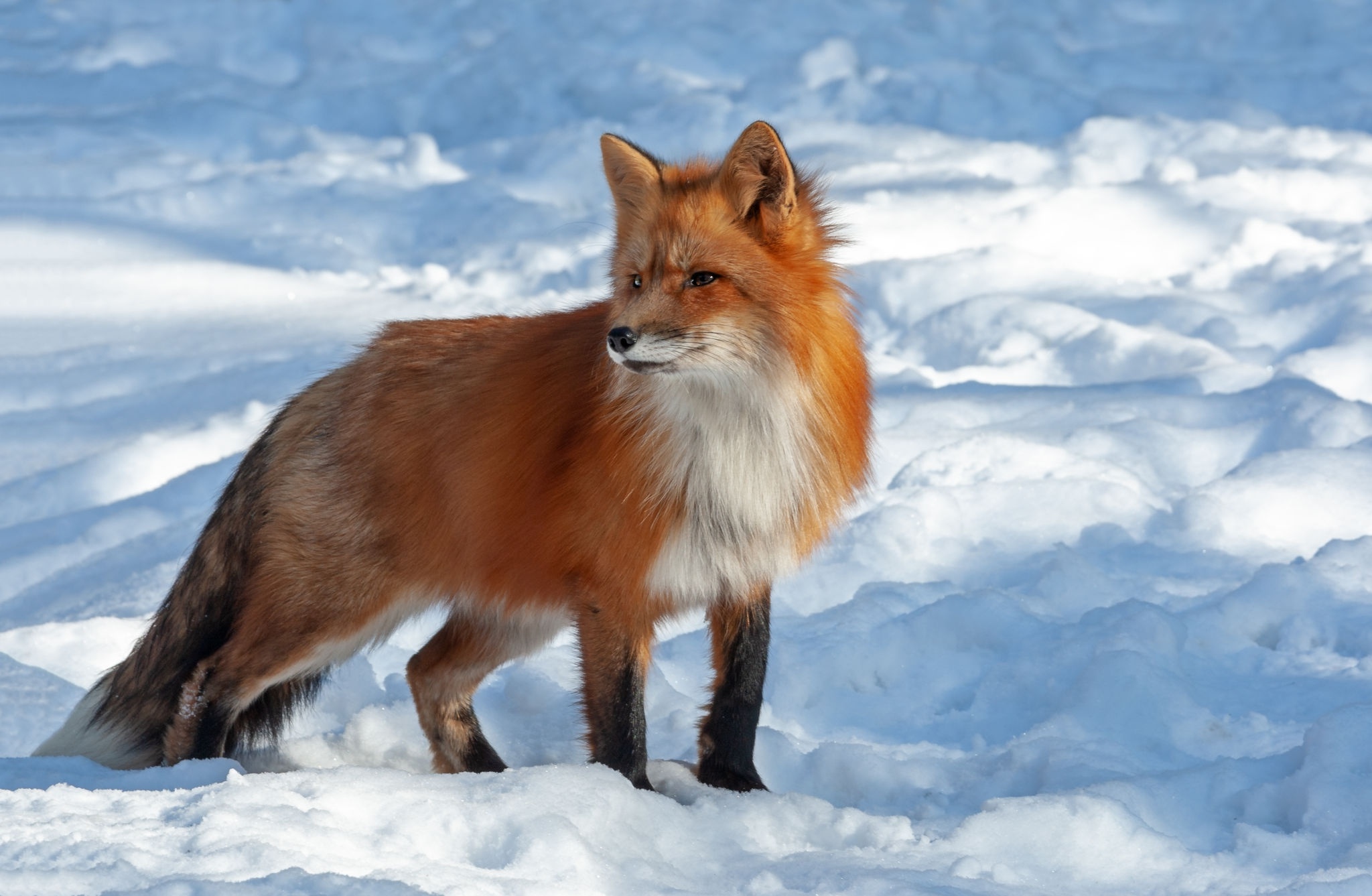 Handy-Wallpaper Tiere, Fuchs kostenlos herunterladen.