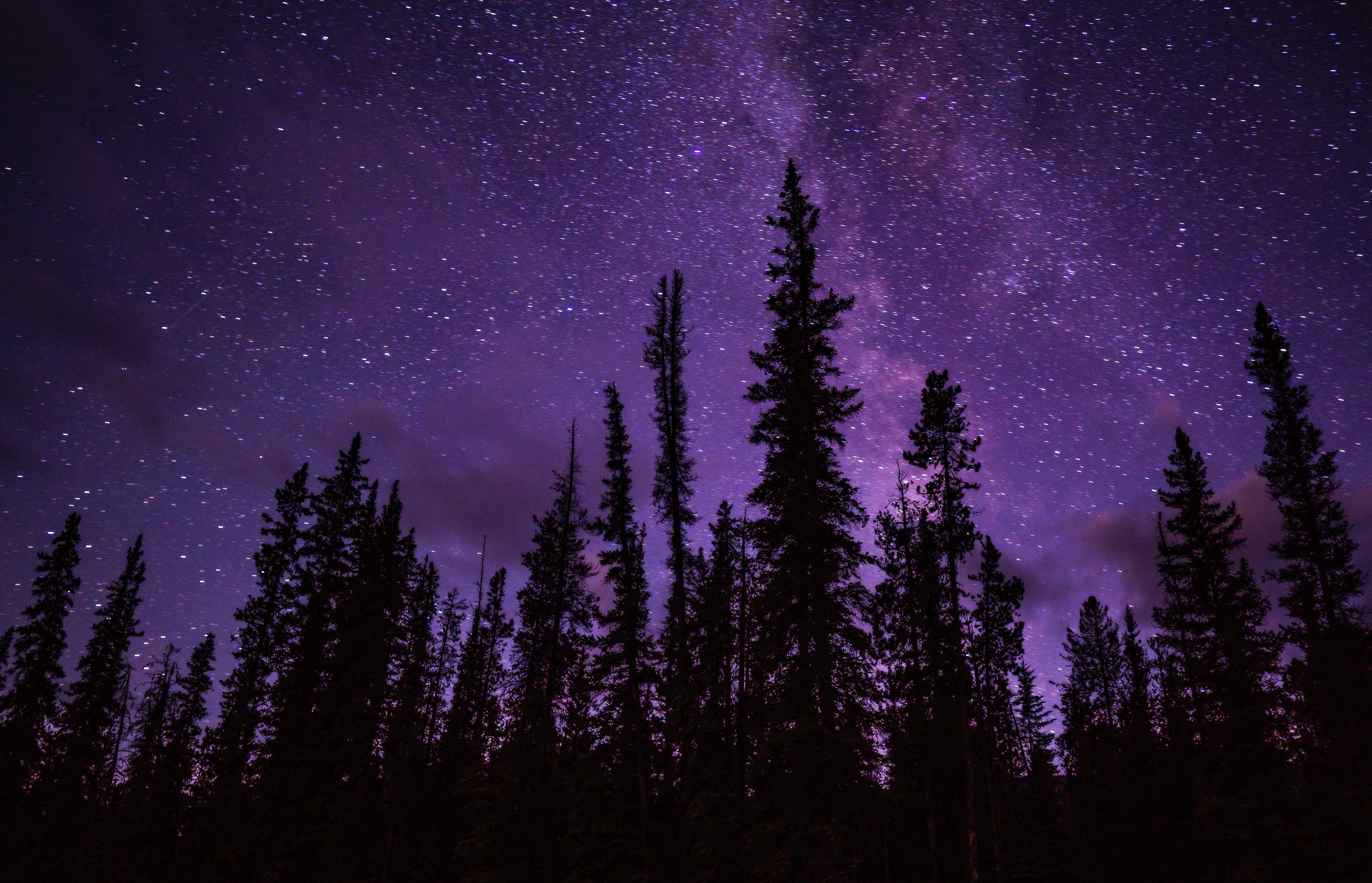Free download wallpaper Nature, Trees, Stars, Spruce, Fir, Starry Sky on your PC desktop