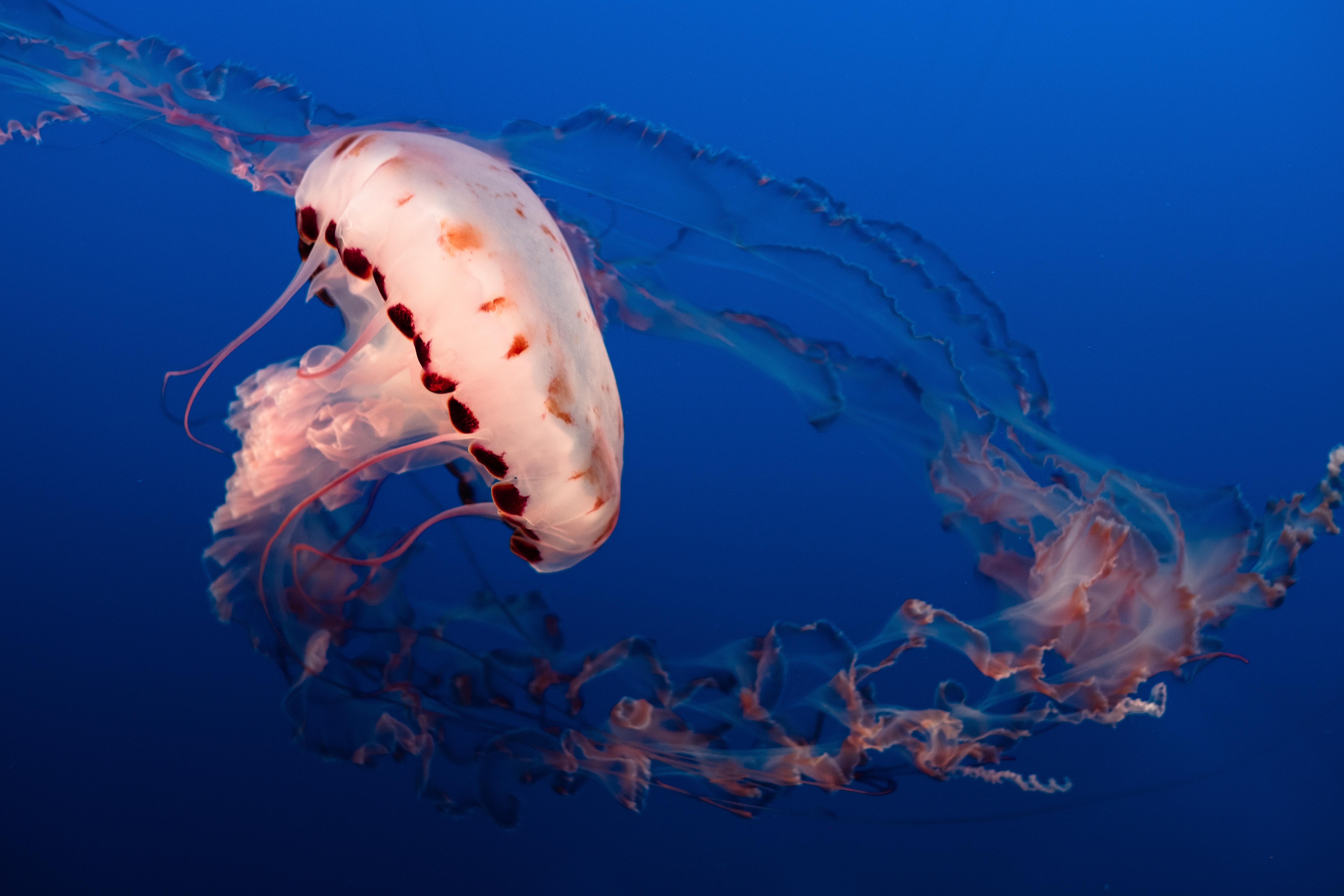 116825 Bild herunterladen unterwasserwelt, aquarium, tentakel, tiere, ozean, qualle, die tentakel - Hintergrundbilder und Bildschirmschoner kostenlos