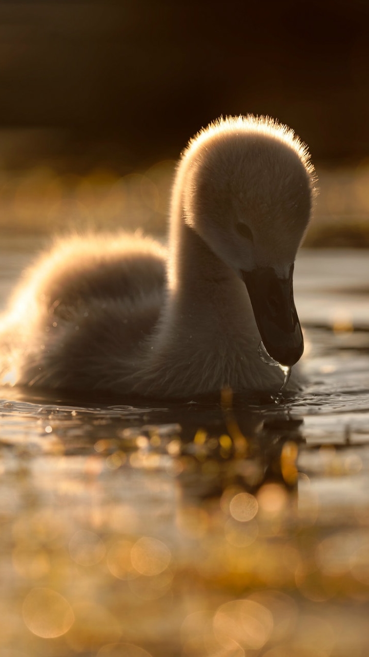 Download mobile wallpaper Birds, Bird, Animal, Swan, Baby Animal for free.