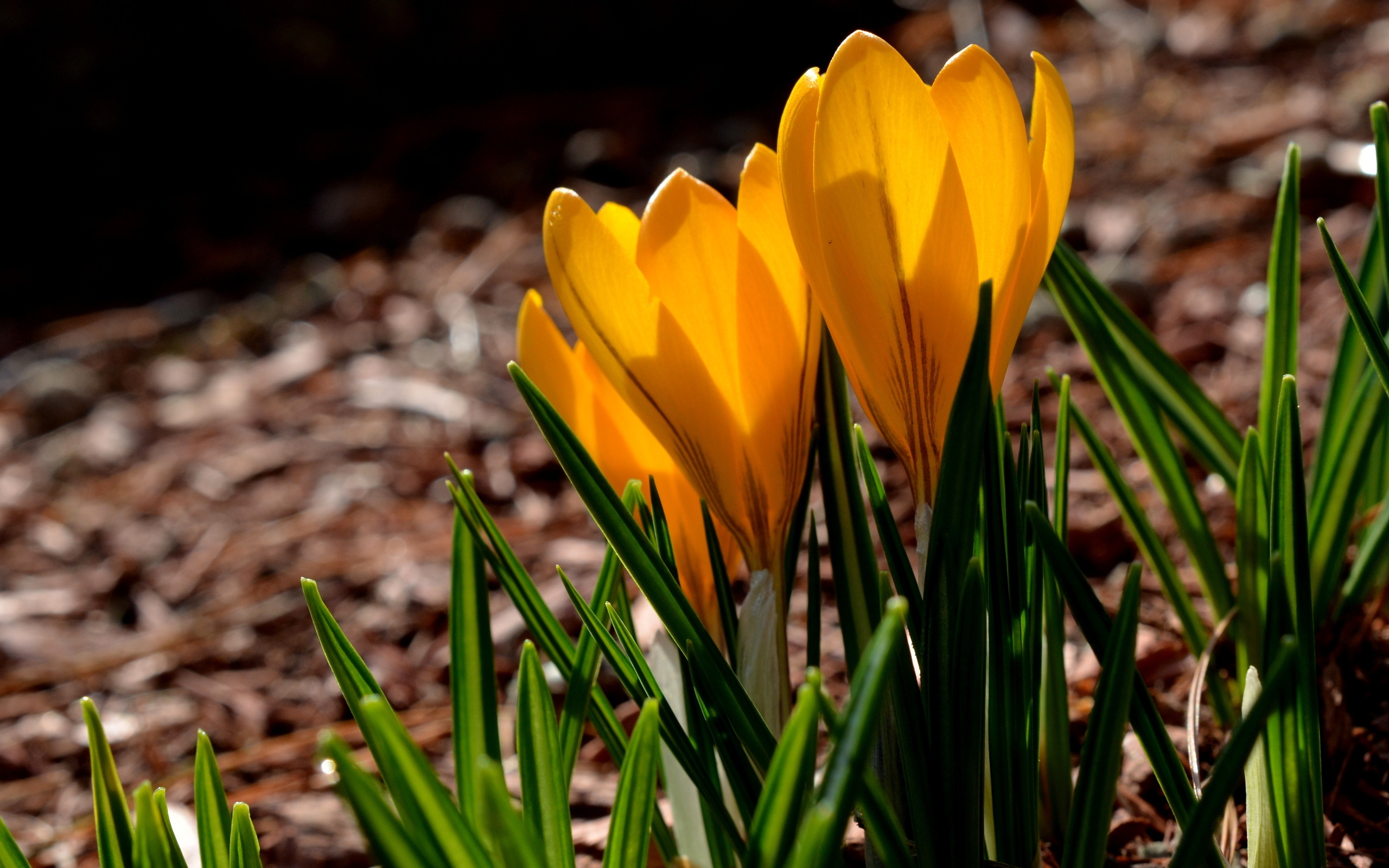 Laden Sie das Blumen, Blume, Krokus, Erde/natur-Bild kostenlos auf Ihren PC-Desktop herunter