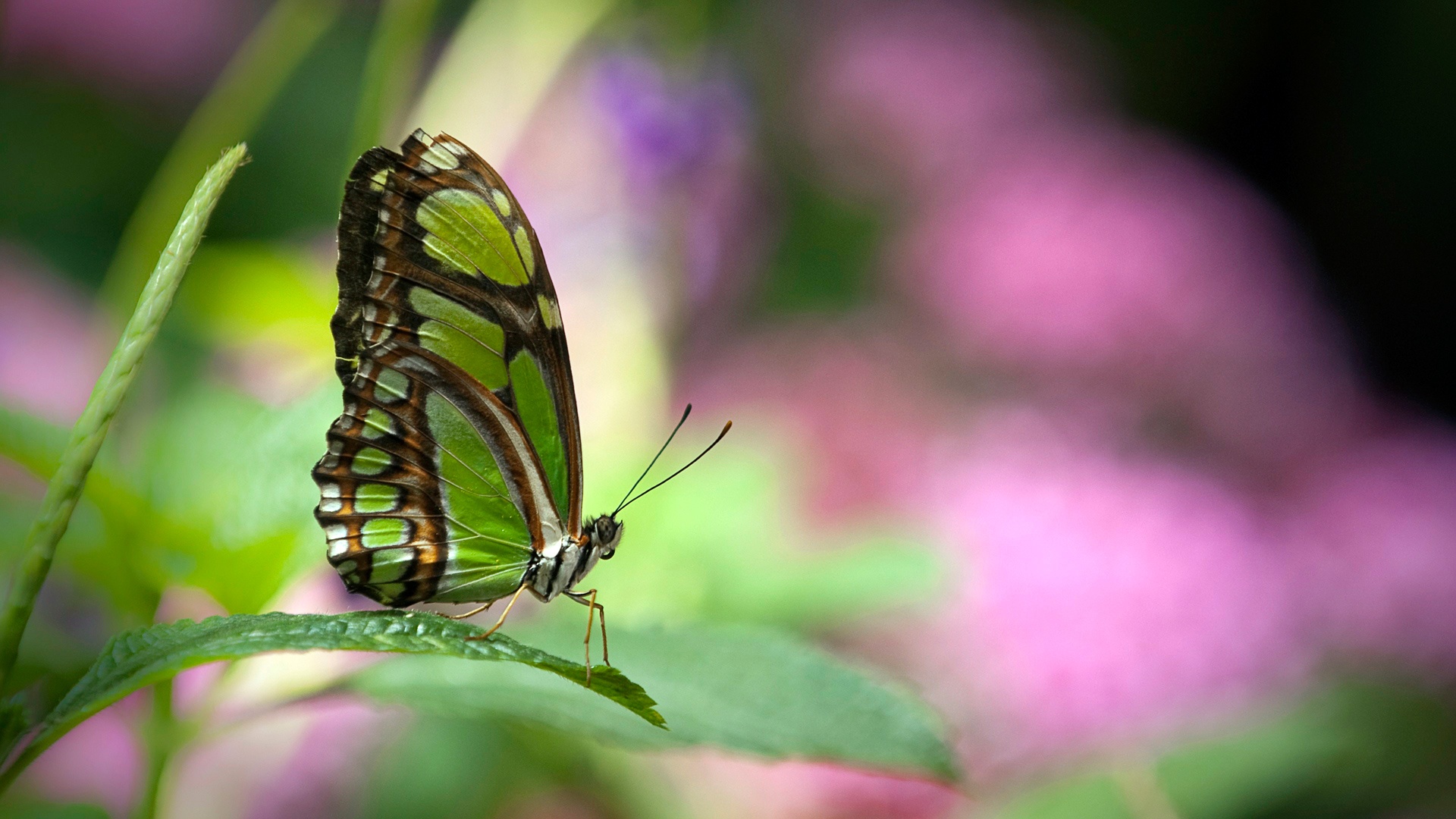 Free download wallpaper Blur, Insect, Butterfly, Animal, Depth Of Field on your PC desktop