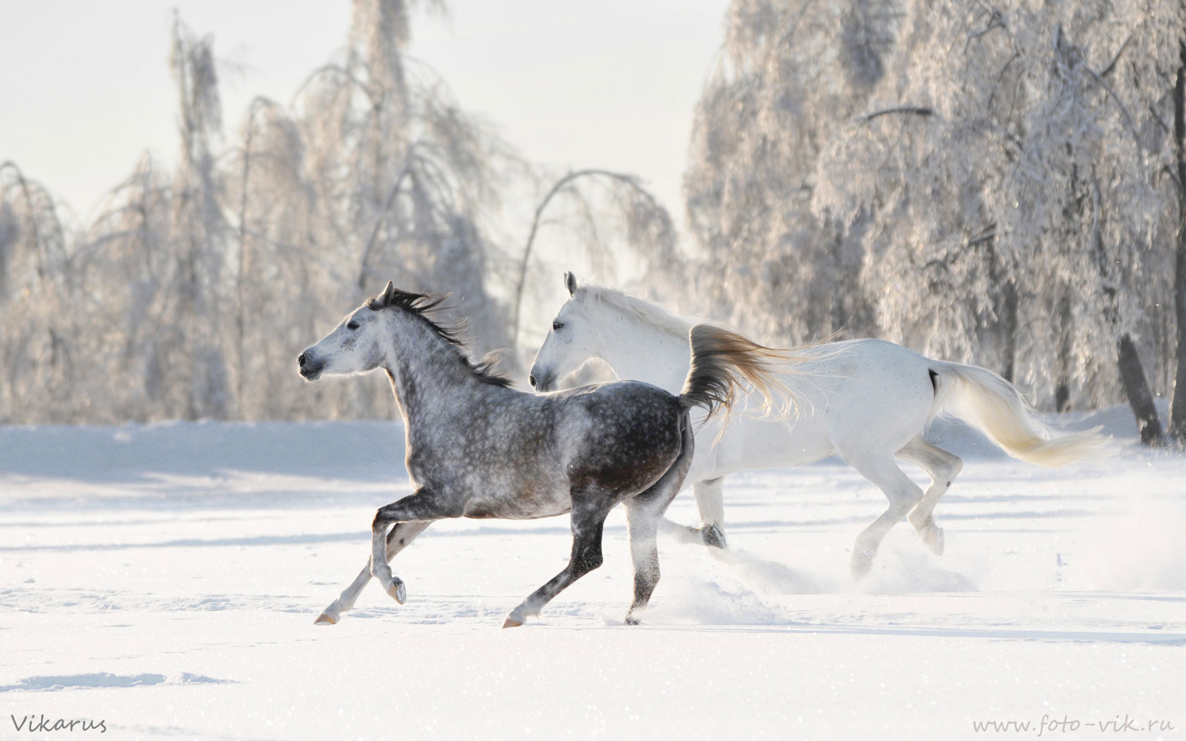 Free download wallpaper Animal, Horse on your PC desktop