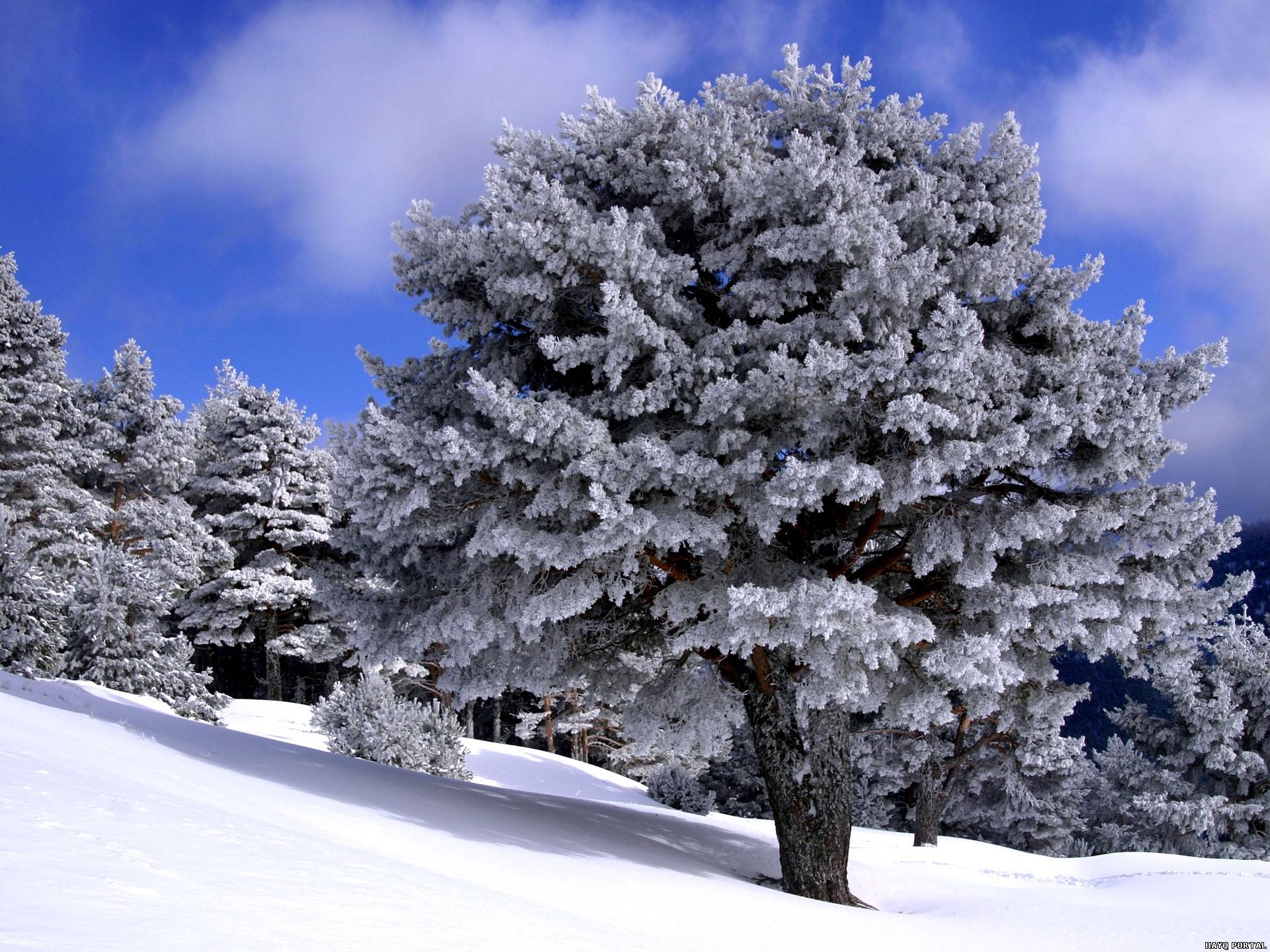 137779 descargar imagen naturaleza, árboles, nieve, pendiente, cuesta, descendencia, linaje: fondos de pantalla y protectores de pantalla gratis
