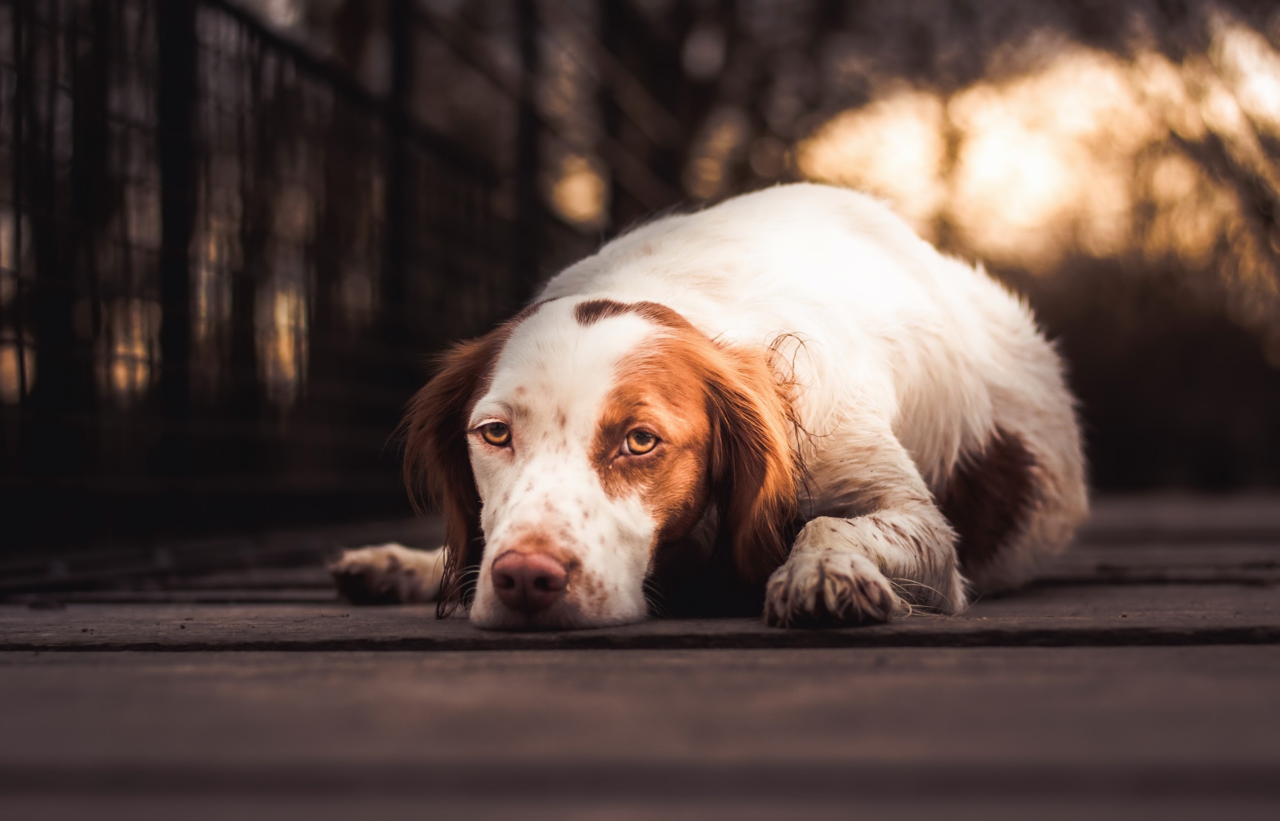 Baixar papel de parede para celular de Cães, Cão, Animais gratuito.