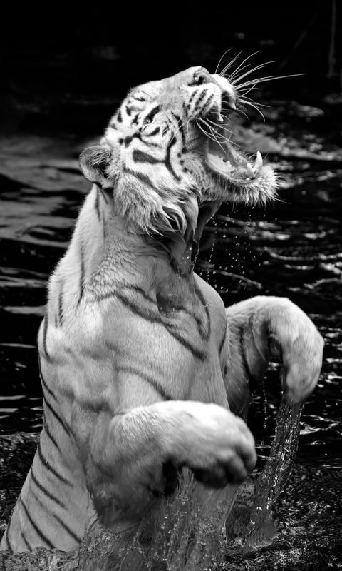 Download mobile wallpaper Cats, Tiger, Animal for free.