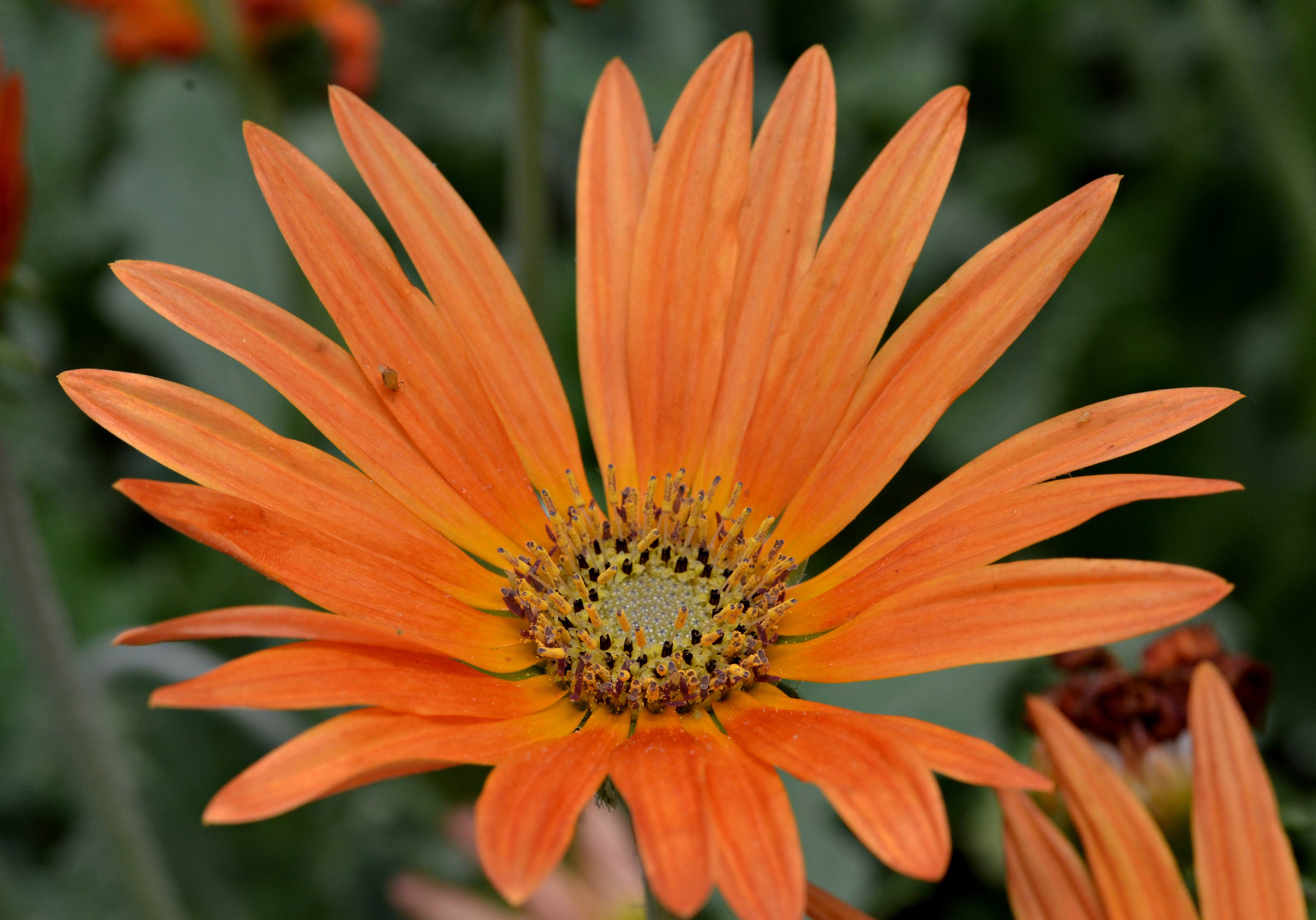 Meilleurs fonds d'écran Fleur De Flamme pour l'écran du téléphone