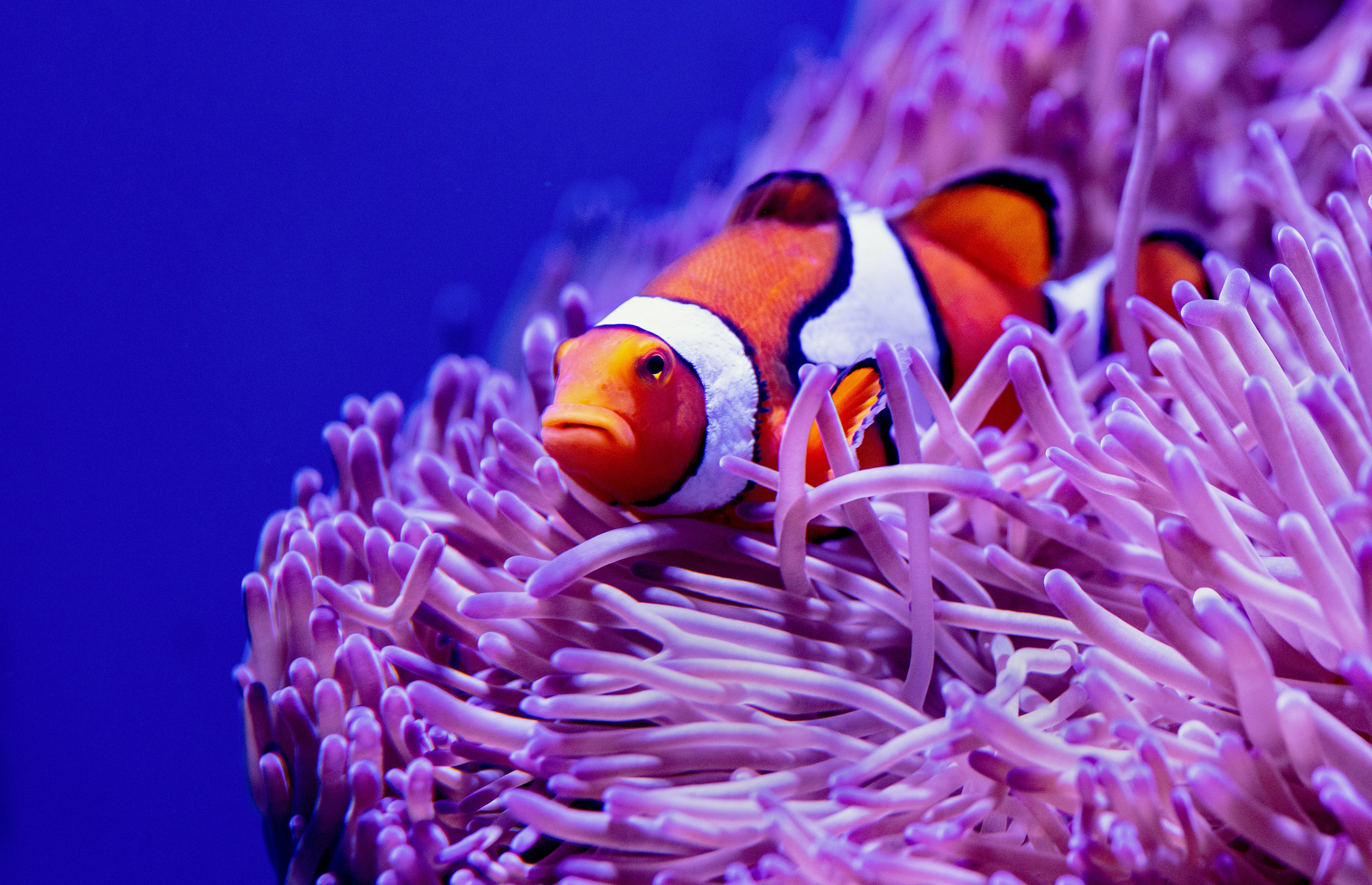 coral, fish, seaweed, animals, clown fish, algae, fish clown, reef HD wallpaper