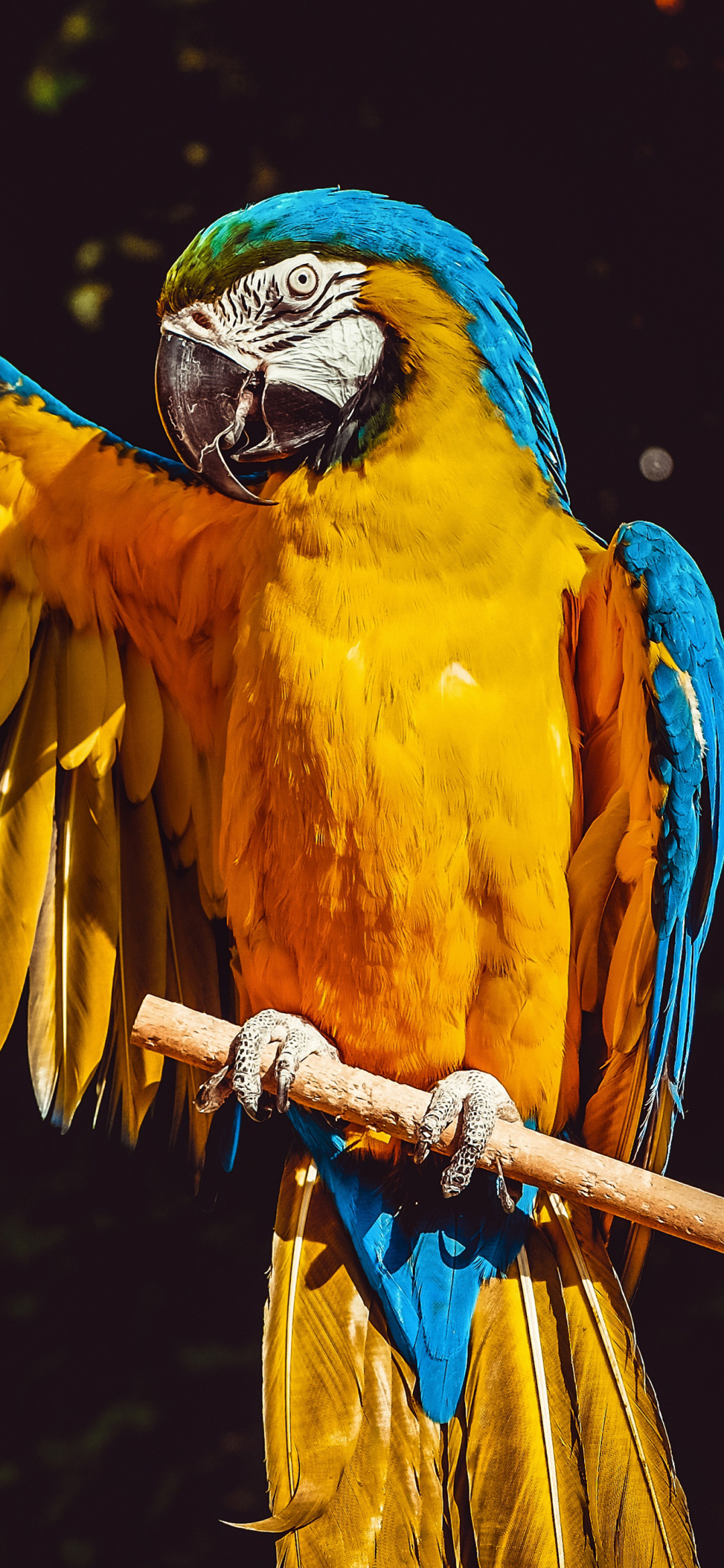 Download mobile wallpaper Birds, Bird, Animal, Wings, Macaw, Parrot, Blue And Yellow Macaw for free.