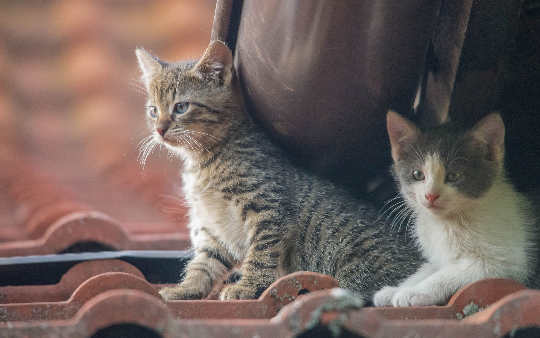 Laden Sie das Tiere, Katzen, Katze, Kätzchen, Tierbaby-Bild kostenlos auf Ihren PC-Desktop herunter