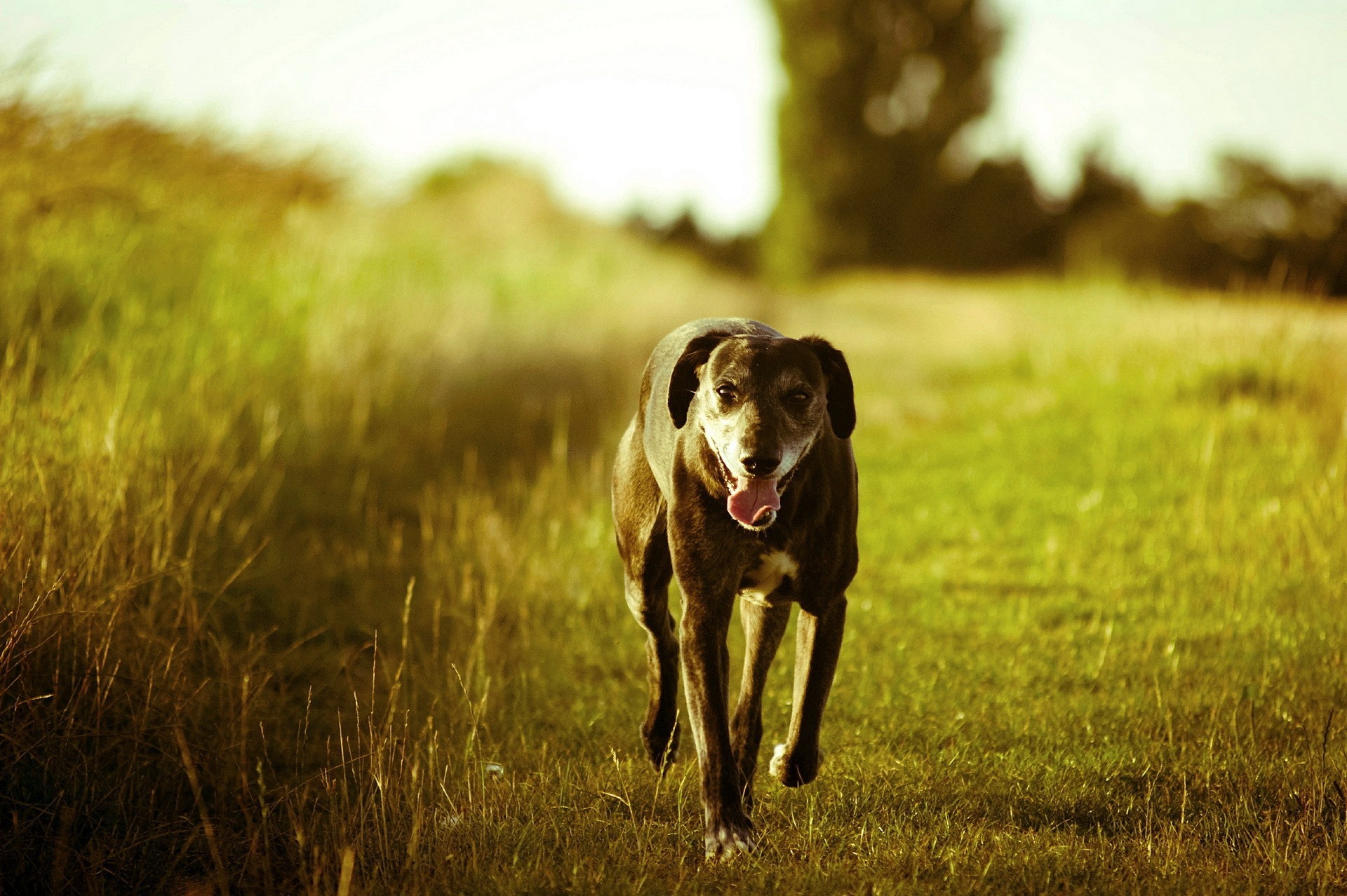 Descarga gratis la imagen Animales, Perros, Perro en el escritorio de tu PC