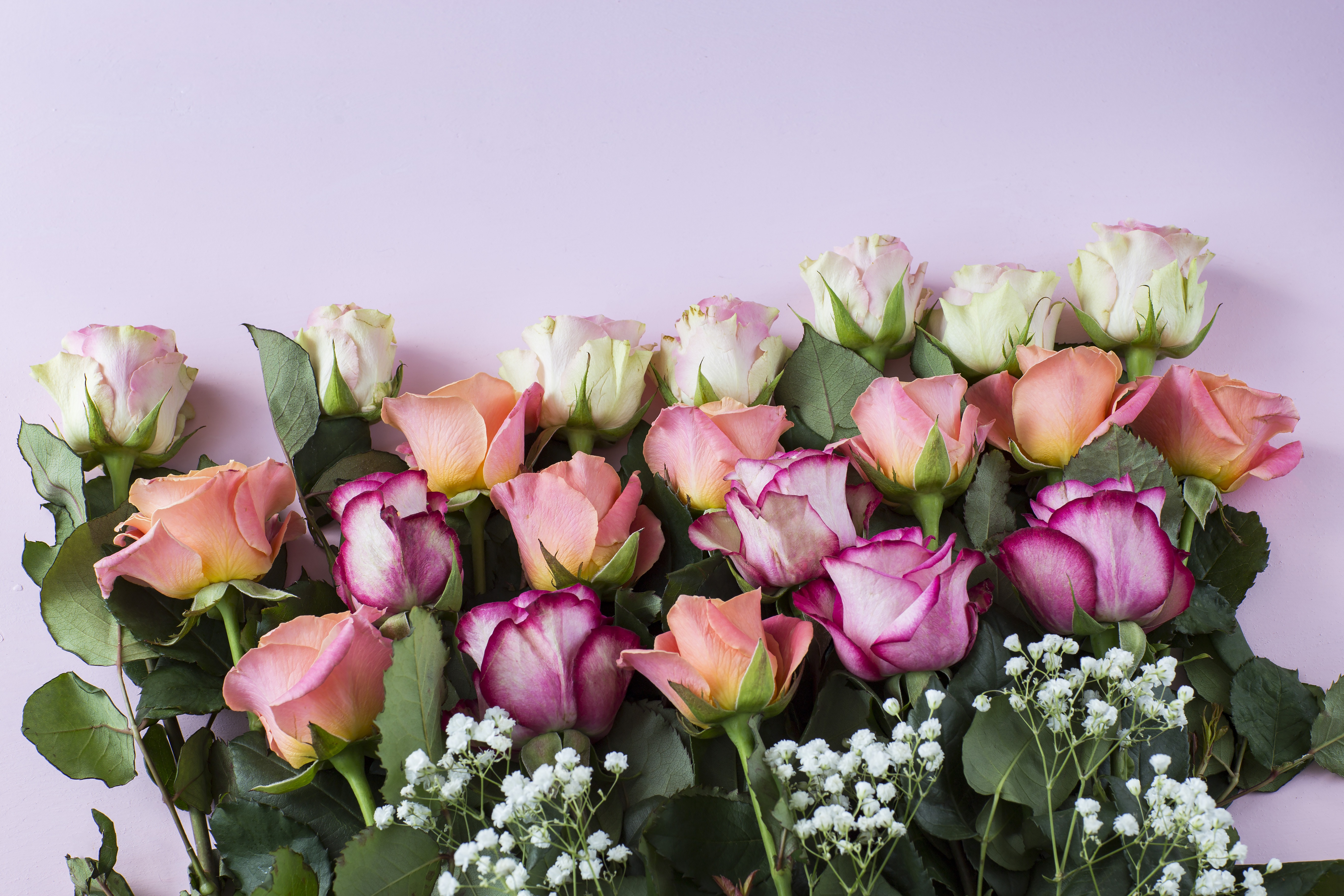 Handy-Wallpaper Blume, Rose, Weiße Blume, Menschengemacht, Pinke Blume, Pfirsichblüte kostenlos herunterladen.