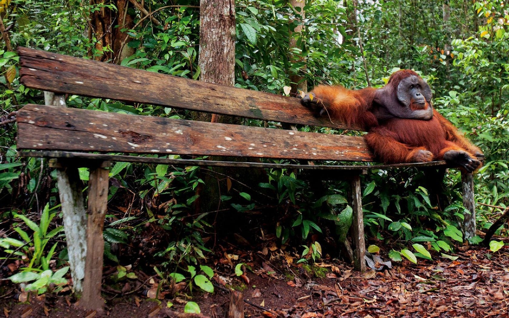278047 télécharger l'image orang outan, animaux, singes - fonds d'écran et économiseurs d'écran gratuits