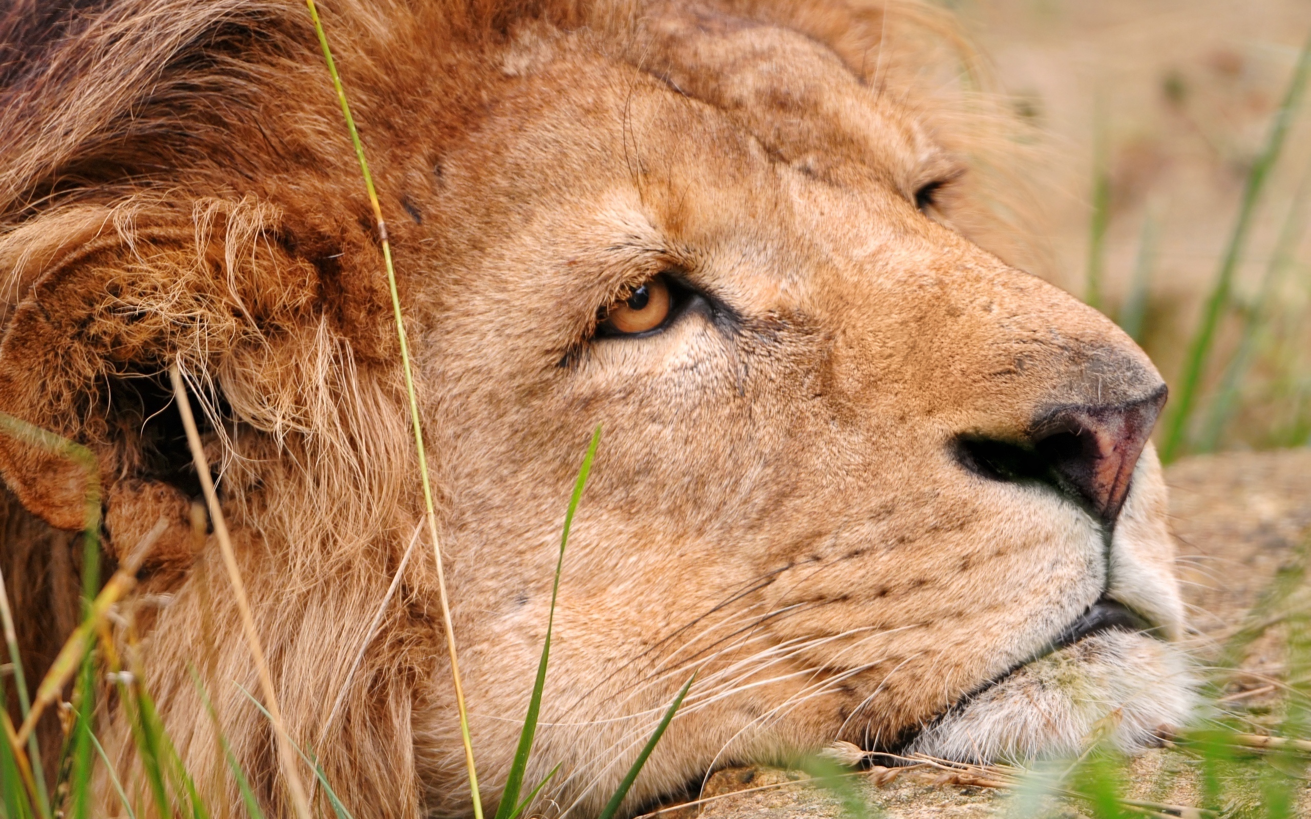 Téléchargez gratuitement l'image Lion, Chats, Animaux sur le bureau de votre PC