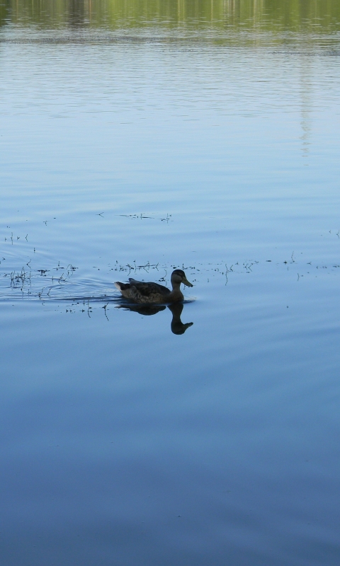 Download mobile wallpaper Birds, Lake, Animal, Duck, Mirror for free.