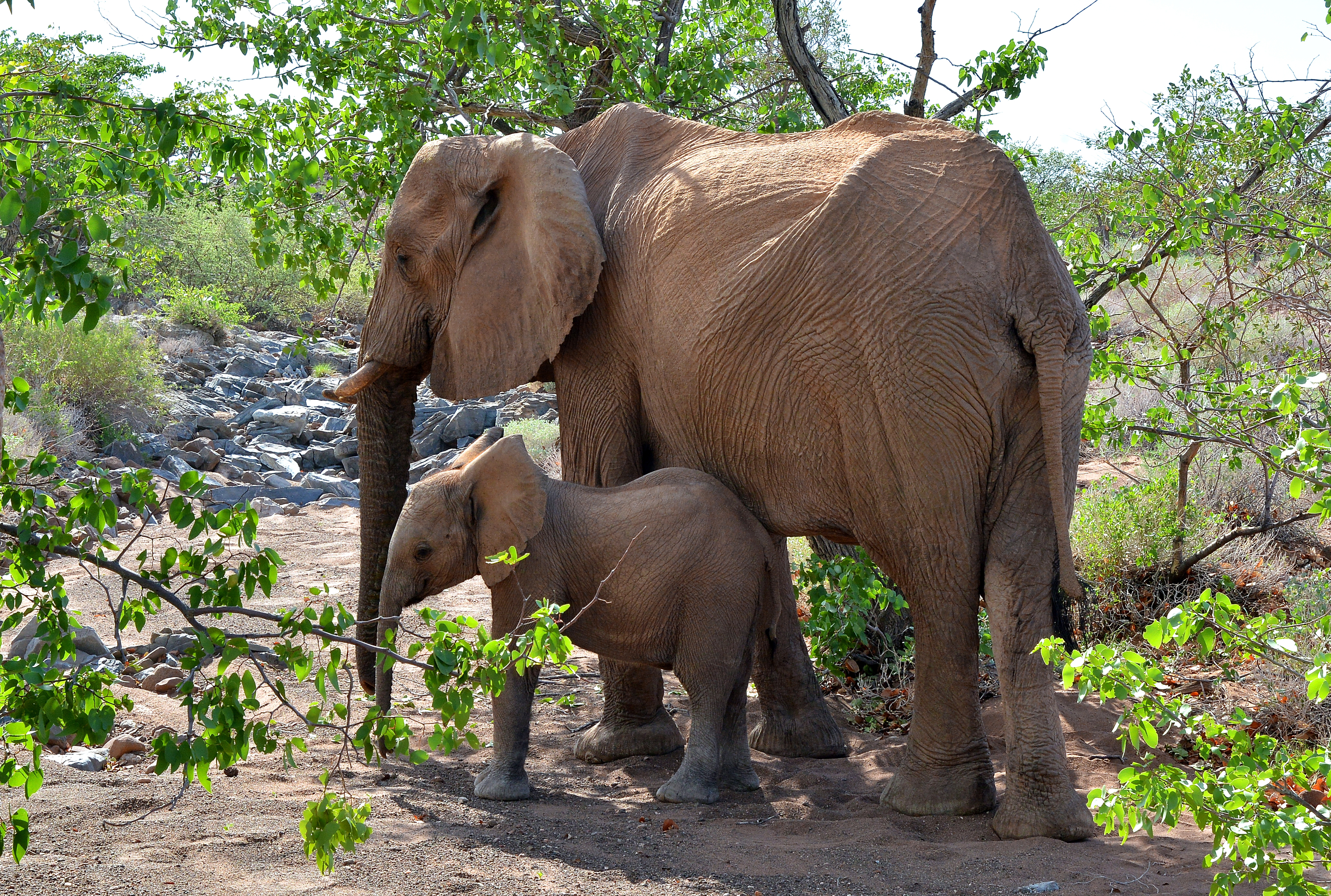 Baixar papel de parede para celular de Animais, Elefantes, Animal Bebê, Elefante Da Savana gratuito.