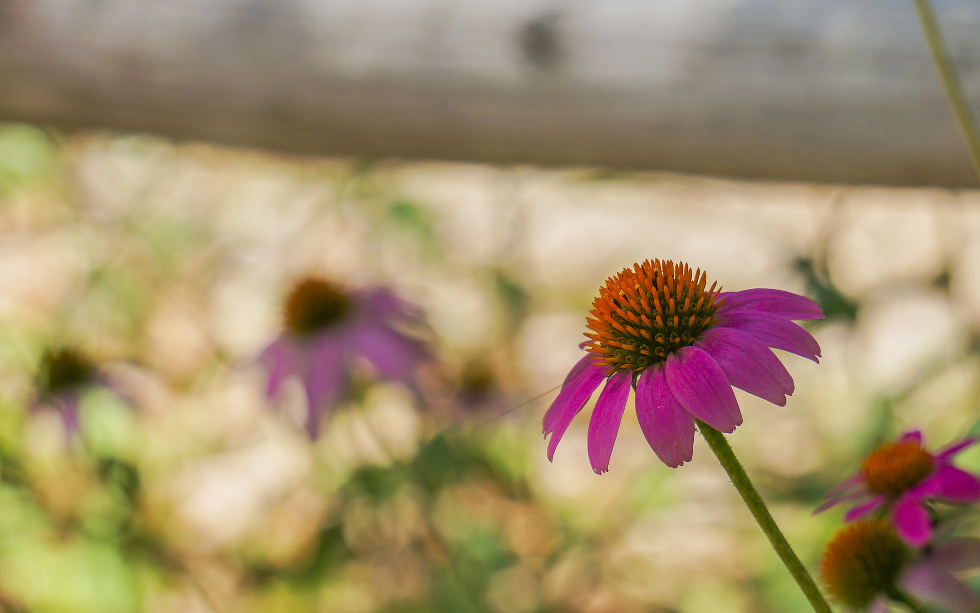 Descarga gratuita de fondo de pantalla para móvil de Flores, Flor, Tierra/naturaleza.