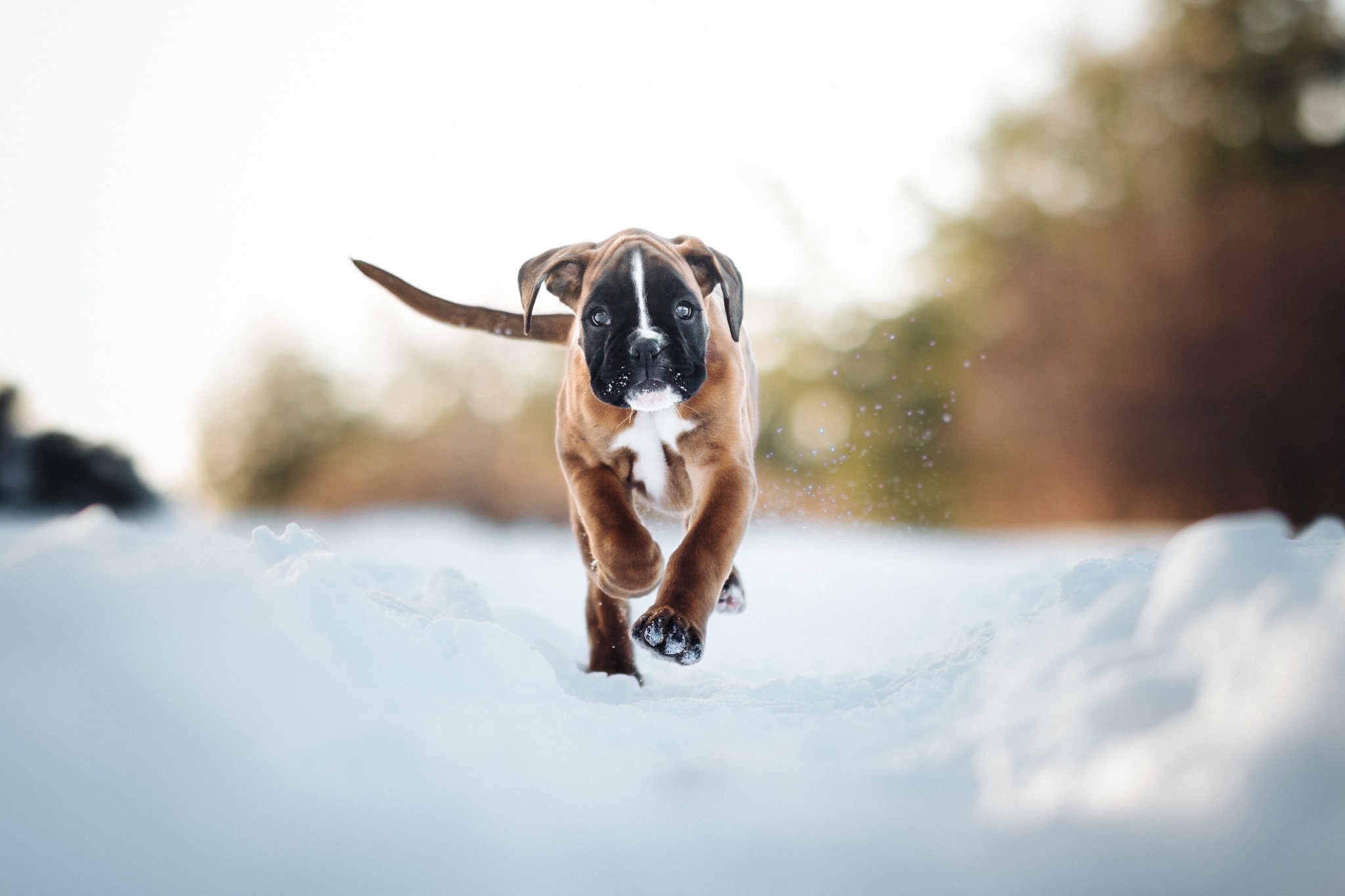 Download mobile wallpaper Winter, Dogs, Snow, Dog, Animal, Puppy, Boxer, Boxer (Dog) for free.