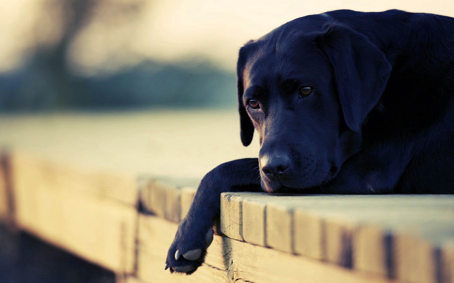 Download mobile wallpaper Lie, Muzzle, Animals, Dog, To Lie Down, Sorrow, Sadness for free.