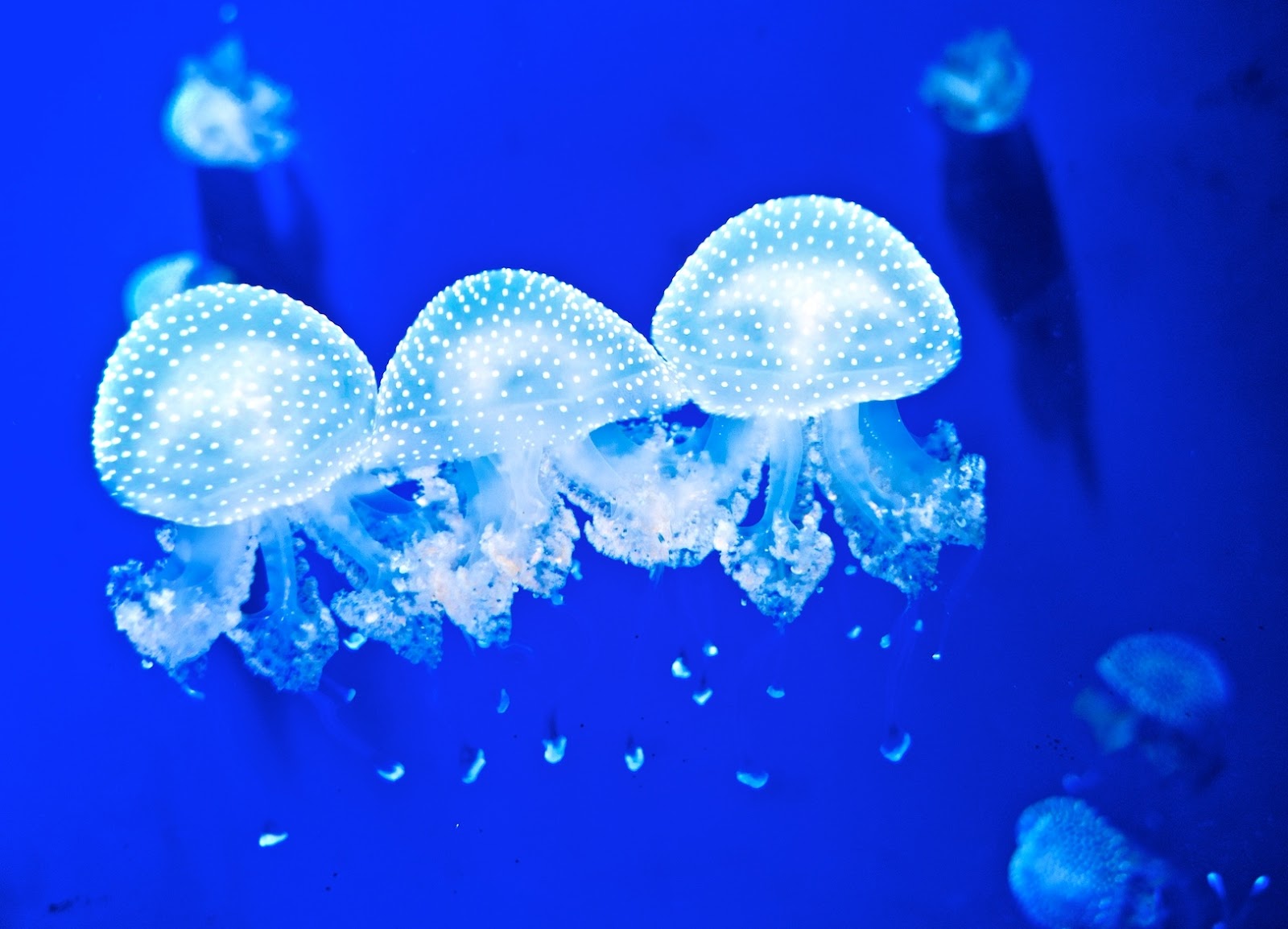 Free download wallpaper Jellyfish, Animal on your PC desktop