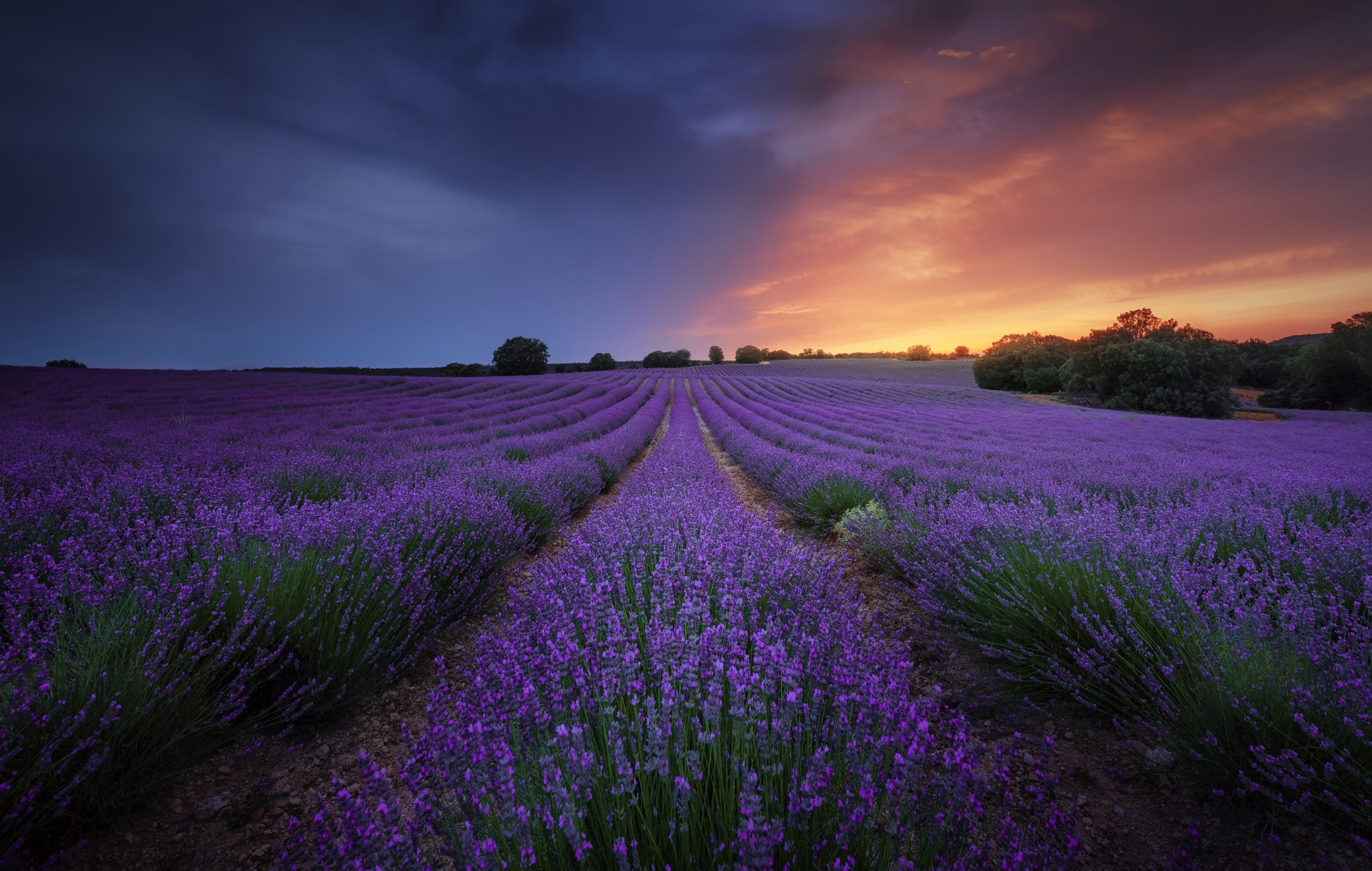 Laden Sie das Blumen, Feld, Lavendel, Lila Blume, Erde/natur-Bild kostenlos auf Ihren PC-Desktop herunter