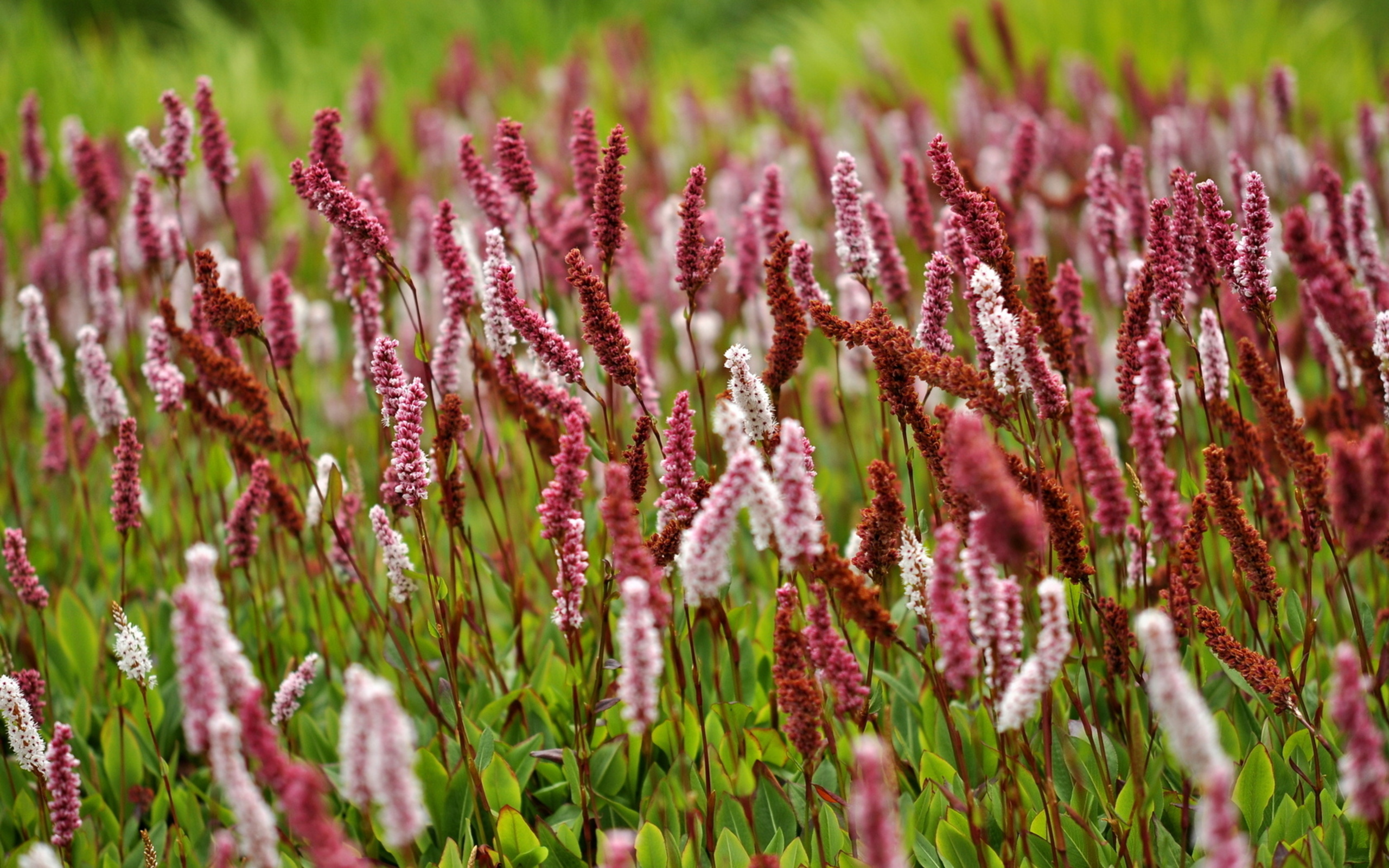 Téléchargez gratuitement l'image Fleurs, Fleur, Terre/nature sur le bureau de votre PC