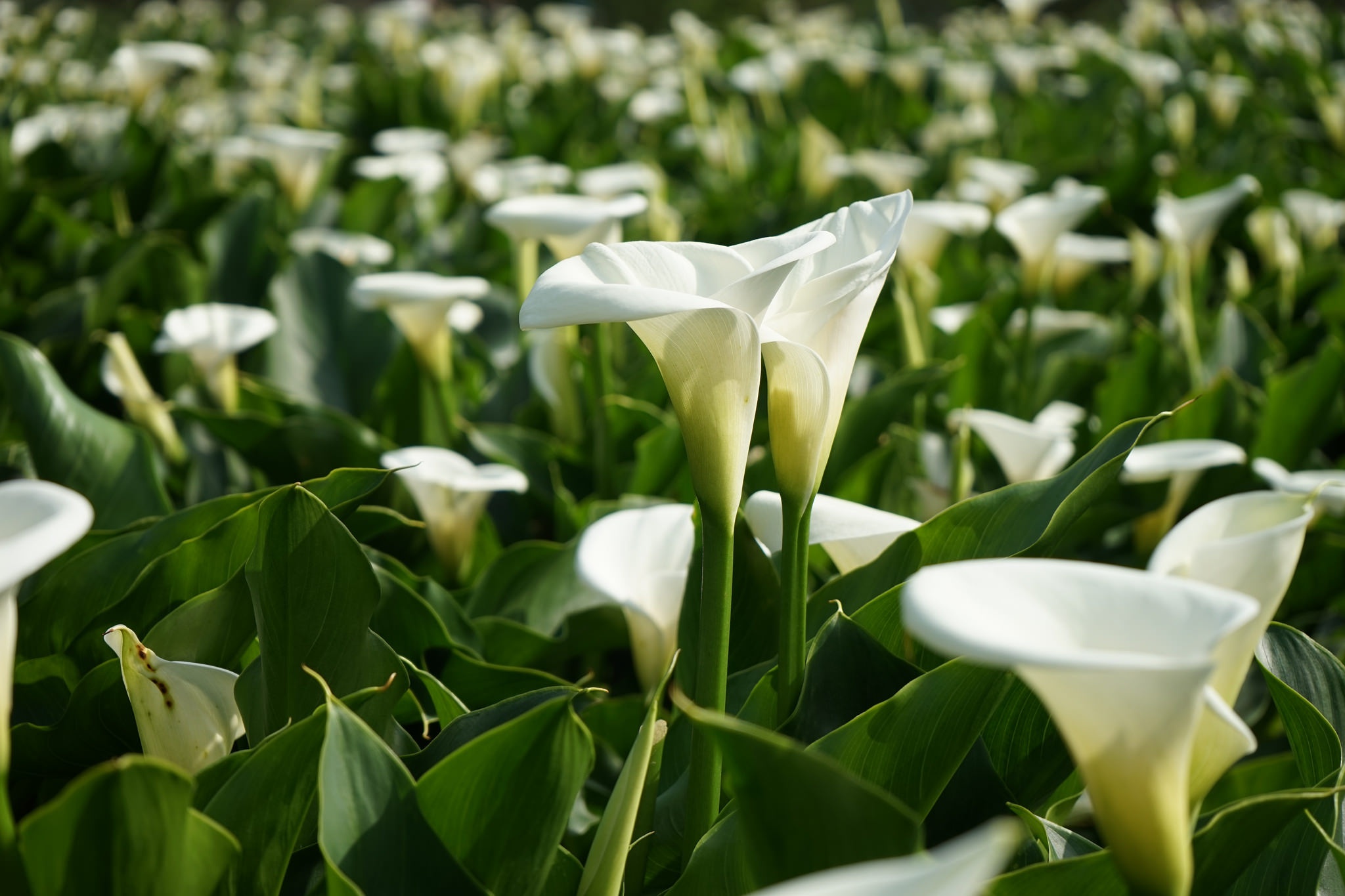 Download mobile wallpaper Flowers, Flower, Close Up, Earth, White Flower, Calla Lily for free.