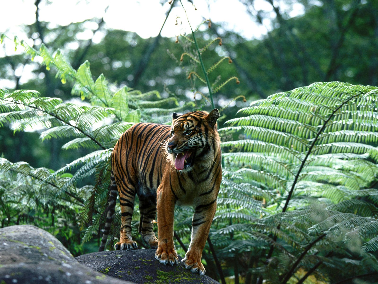 Descarga gratuita de fondo de pantalla para móvil de Animales, Gatos, Tigre.