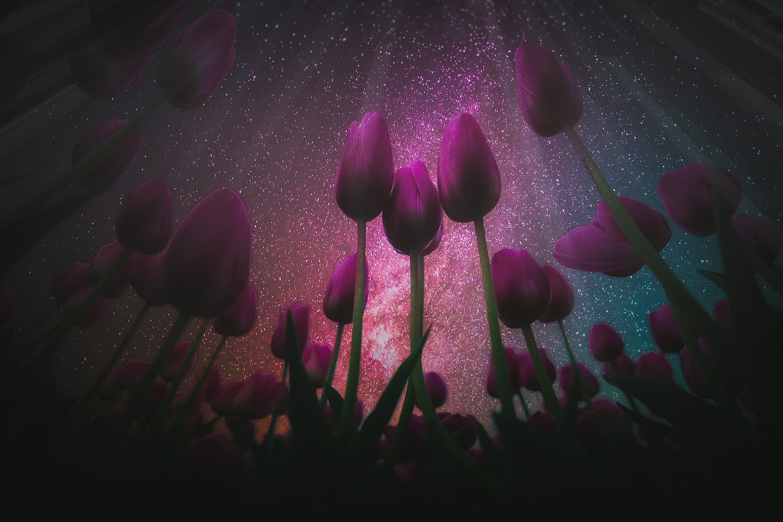 Free download wallpaper Nature, Flowers, Night, Starry Sky, Earth, Field, Tulip, Pink Flower on your PC desktop