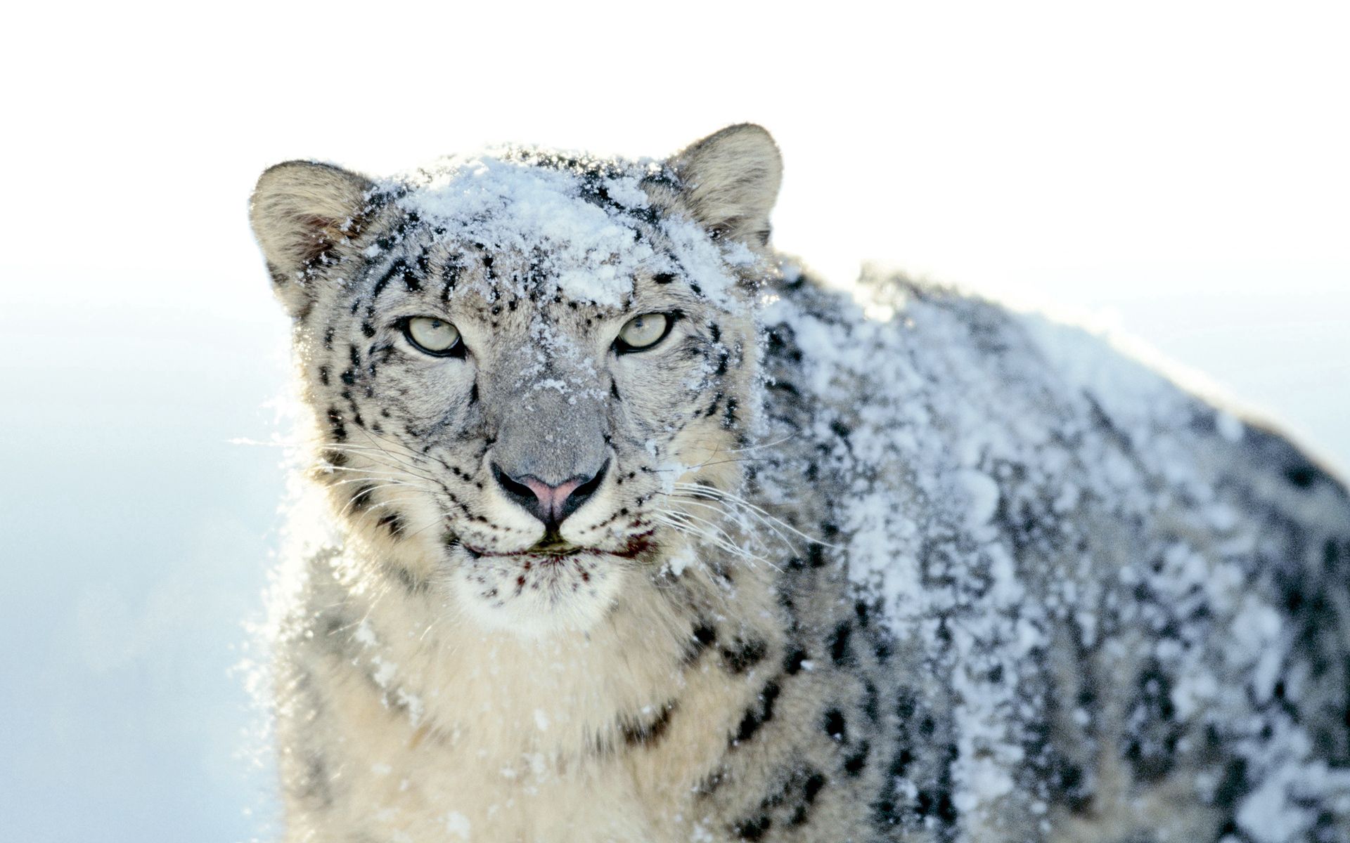 124129 Bild herunterladen tiere, schneeleopard, schnee, schnauze, sicht, meinung, zorn, wut, bestreut, pulverform - Hintergrundbilder und Bildschirmschoner kostenlos