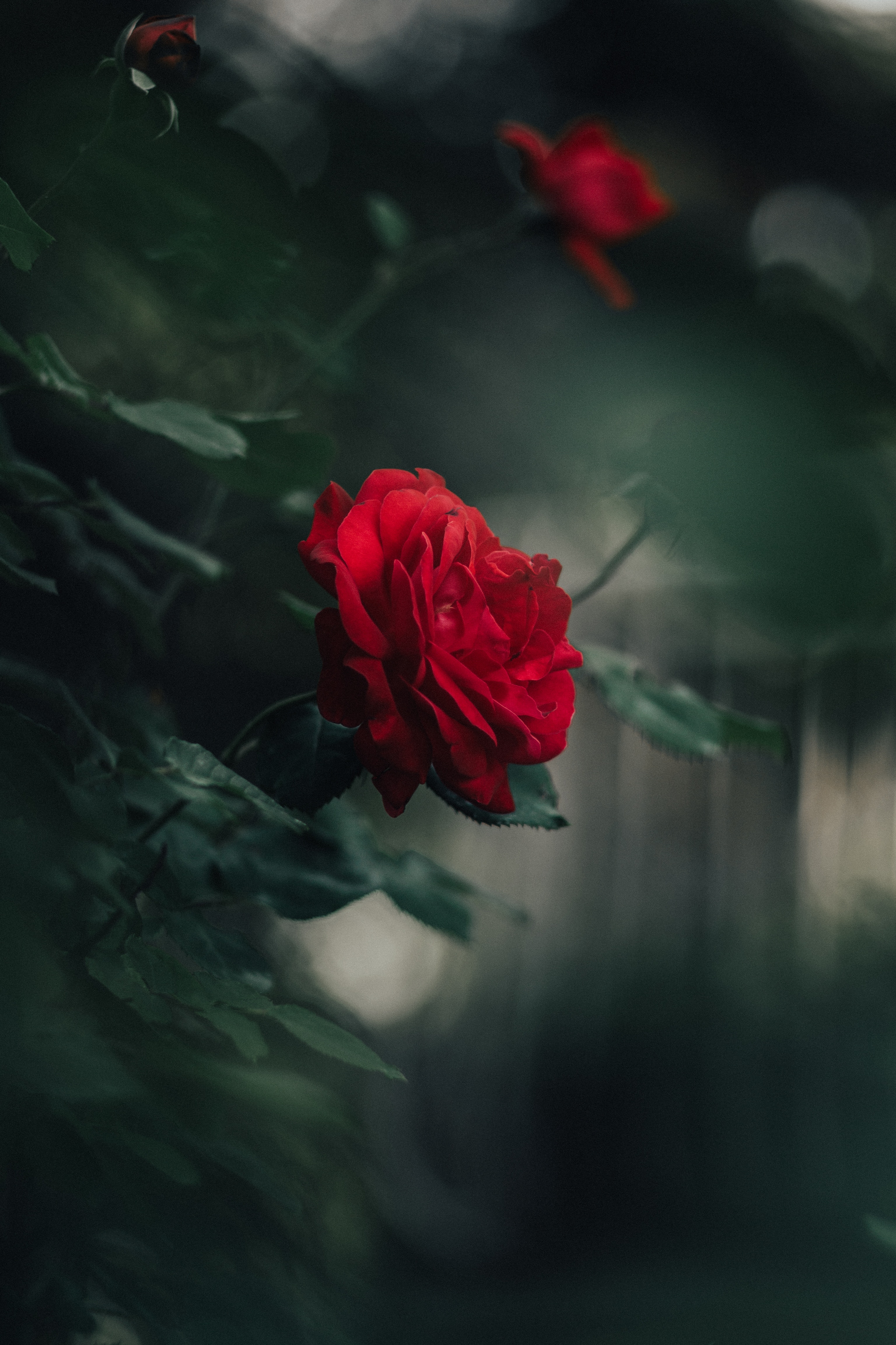 smooth, blur, rose flower, petals, flowers, red, rose, bud HD wallpaper