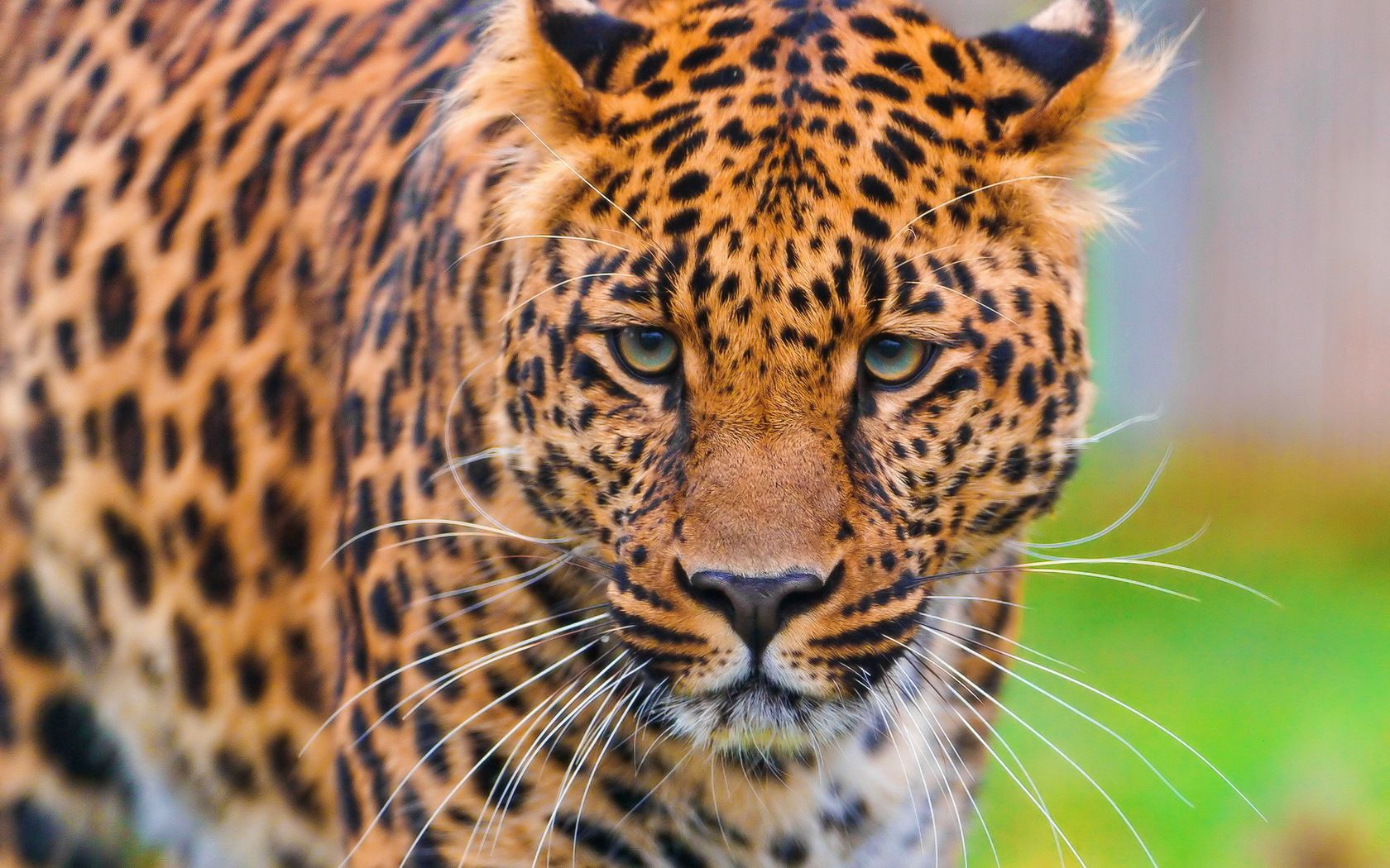 Download mobile wallpaper Predator, Animals, Grass, Muzzle, Leopard, Big Cat for free.