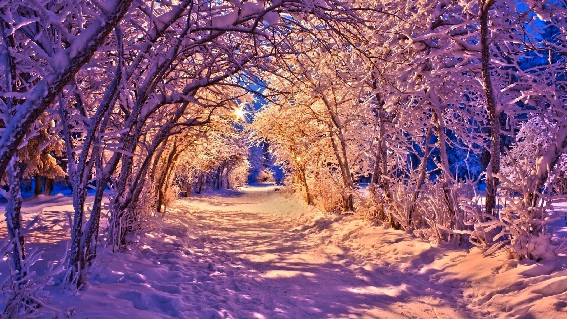 無料モバイル壁紙冬, 木, 雪, 光, 道, 地球をダウンロードします。