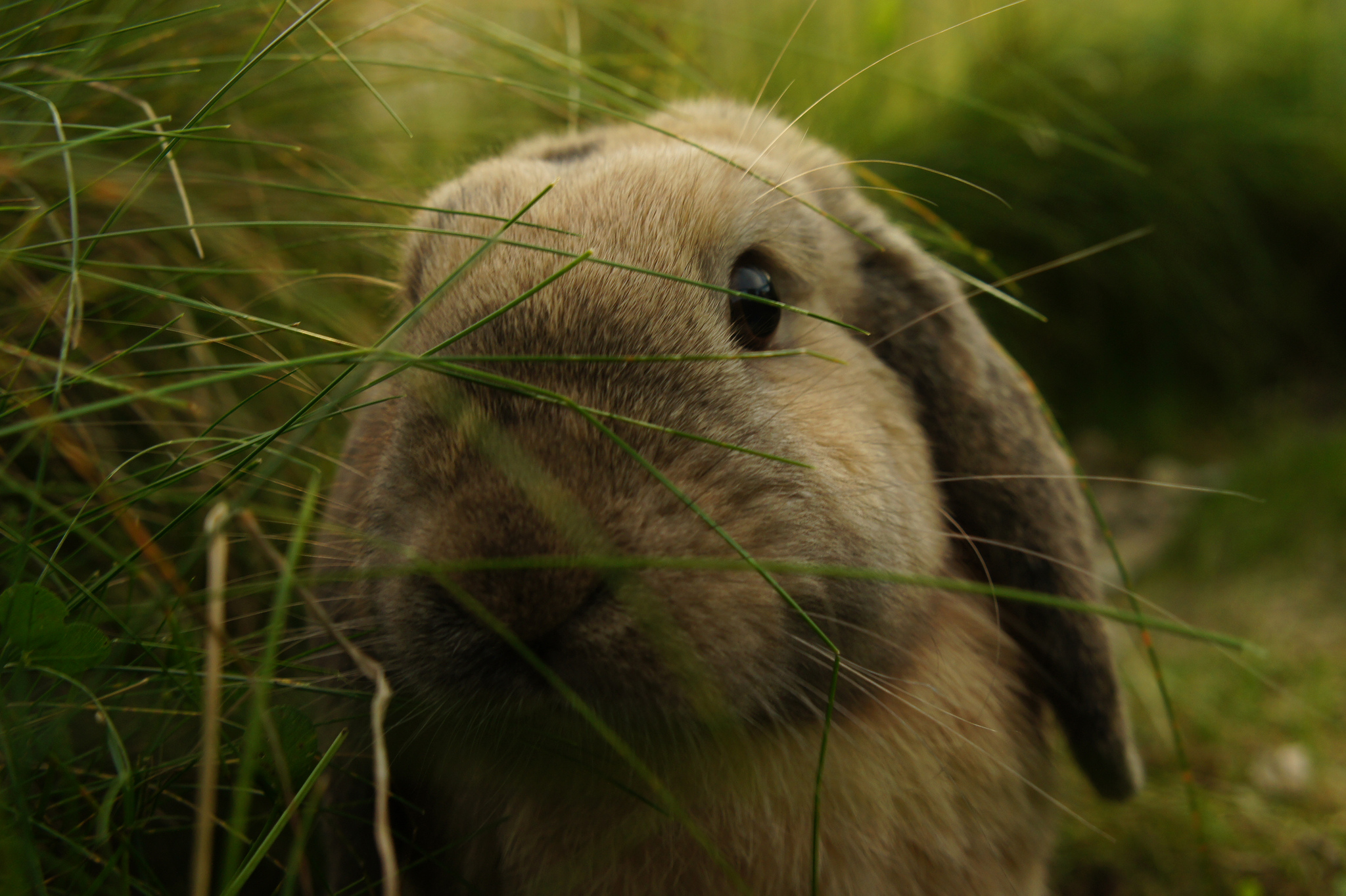 Handy-Wallpaper Tiere, Hase kostenlos herunterladen.