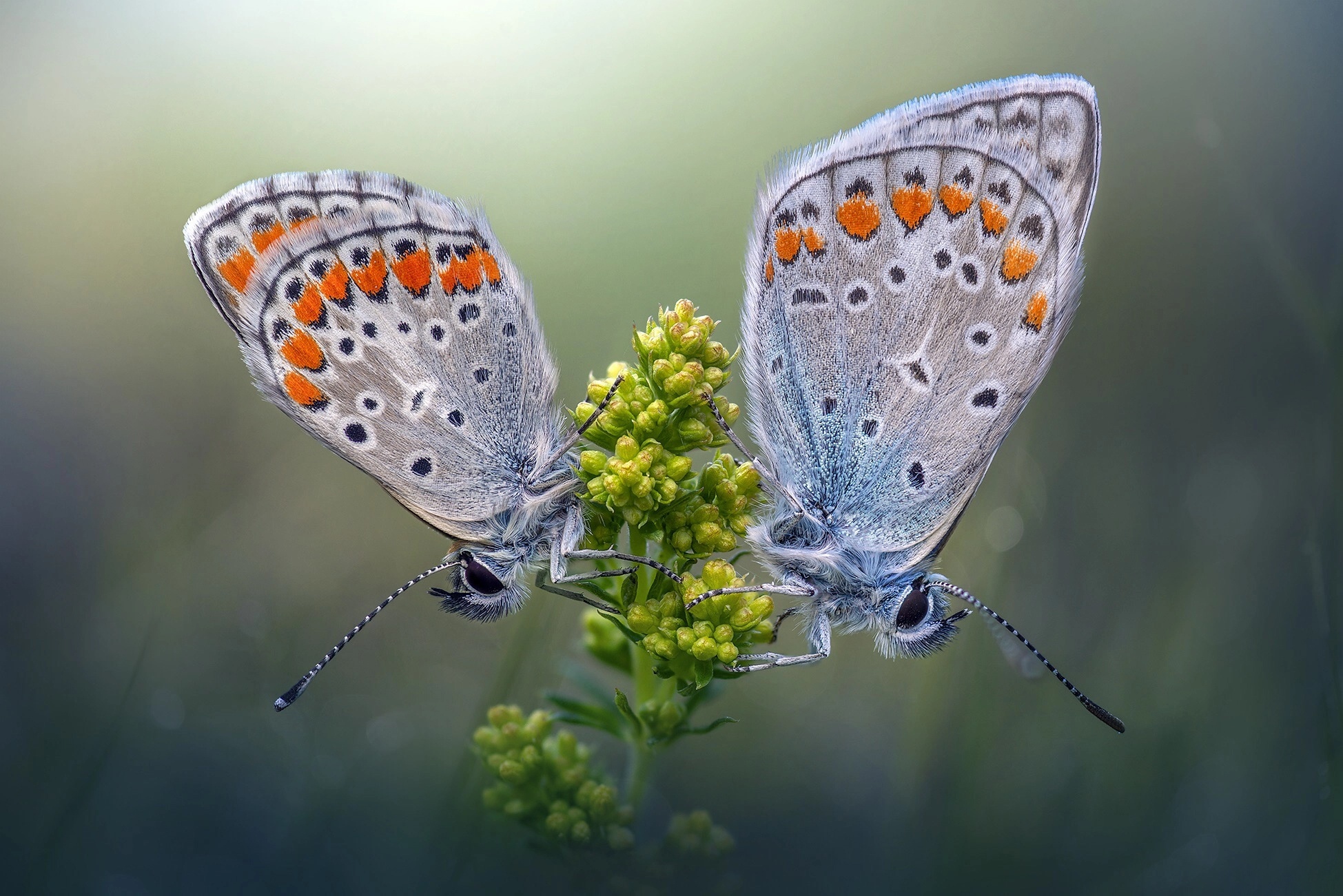 Laden Sie das Tiere, Schmetterlinge, Makro, Insekt-Bild kostenlos auf Ihren PC-Desktop herunter