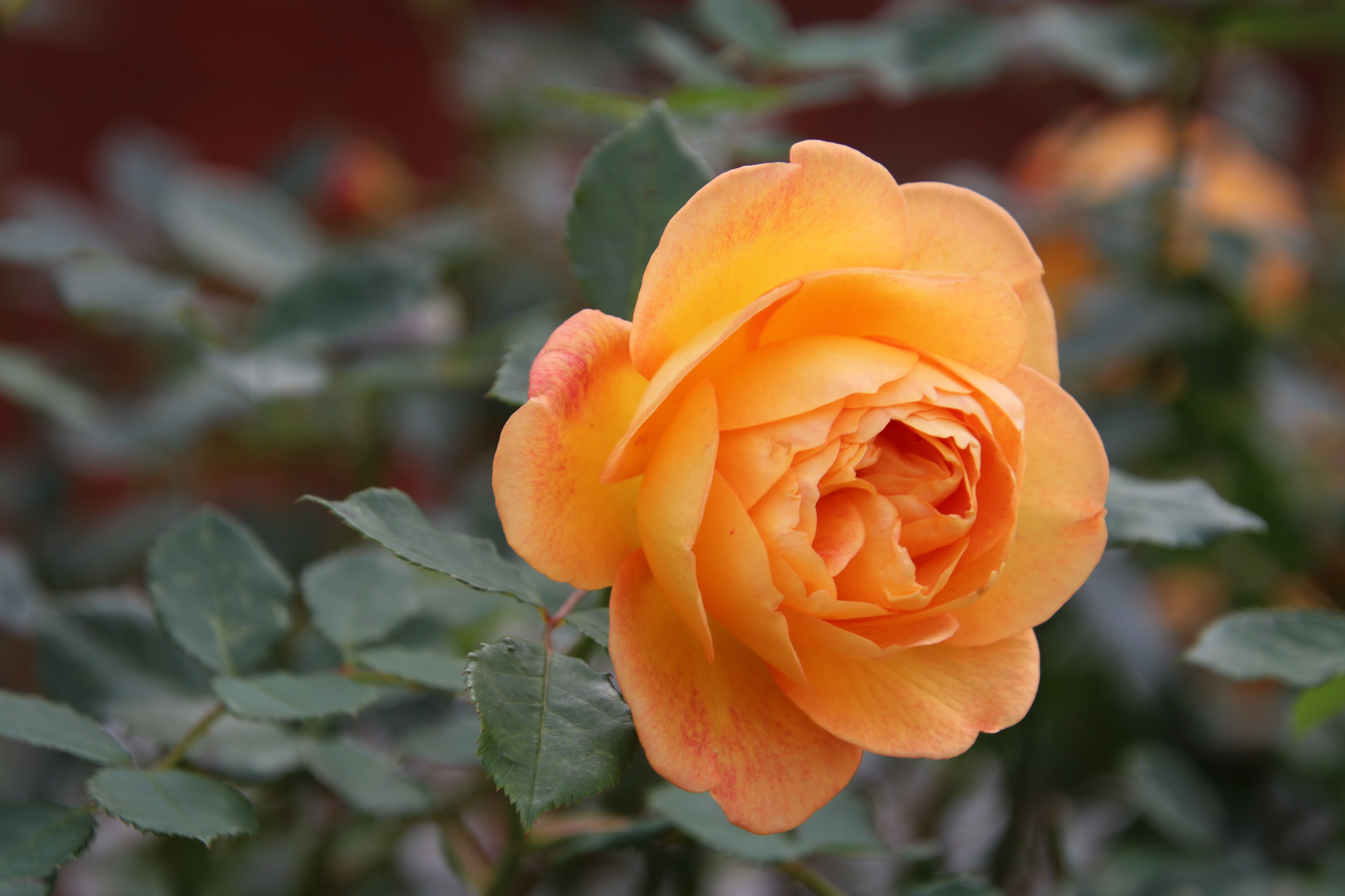 Descarga gratuita de fondo de pantalla para móvil de Rosa, Tierra/naturaleza, Flor Naranja.