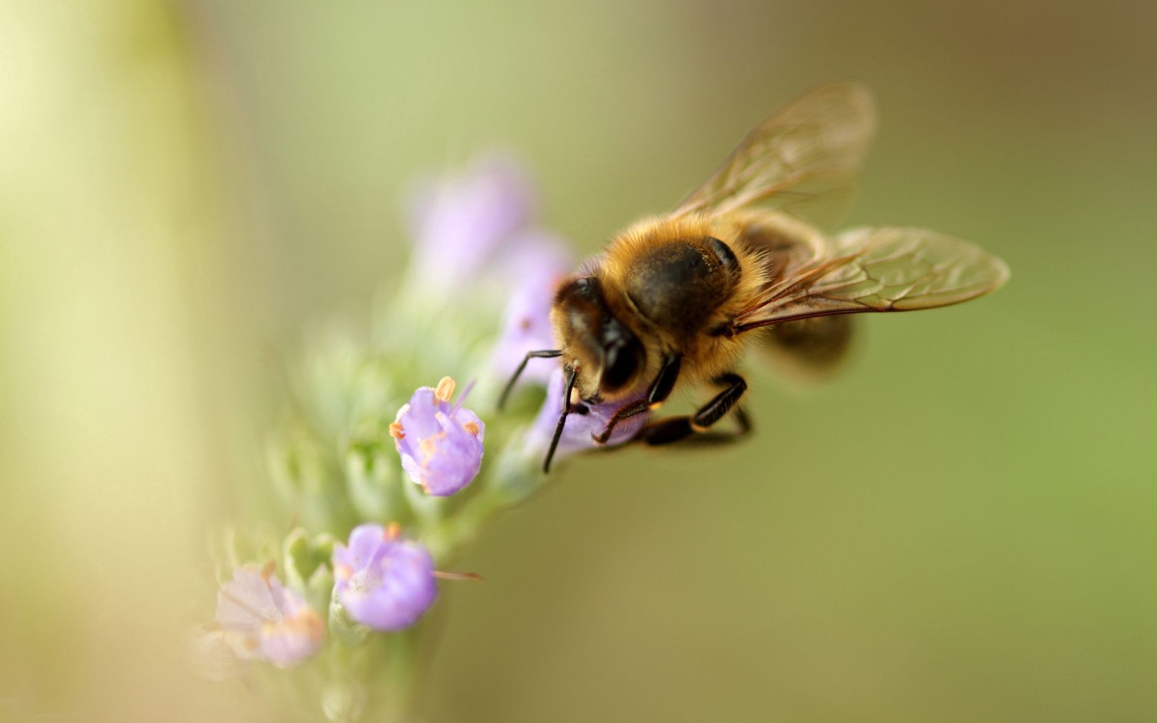 Скачать обои бесплатно Опыление, Пчела, Макро, Цветок картинка на рабочий стол ПК