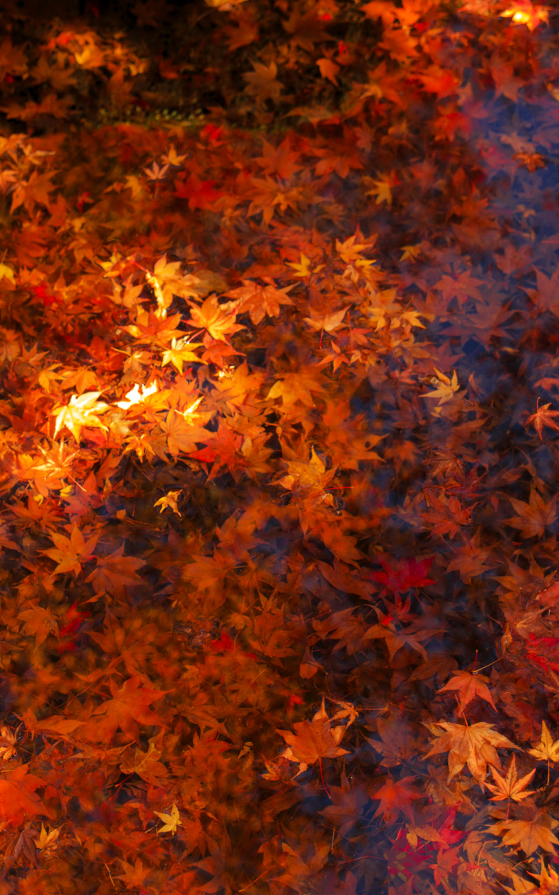 Download mobile wallpaper Water, Leaf, Fall, Earth, Maple Leaf for free.