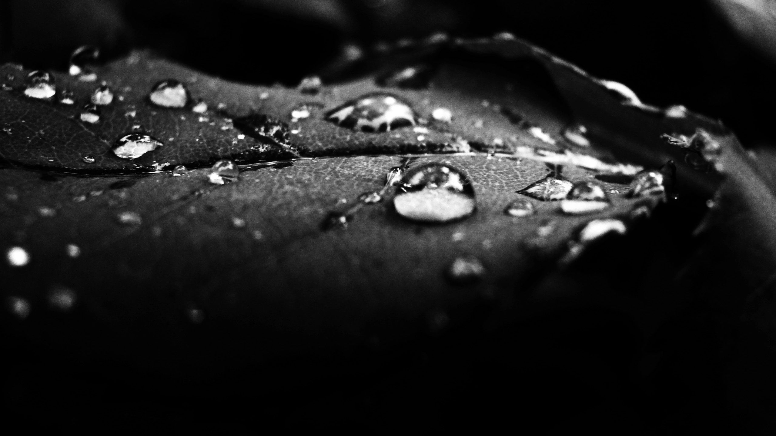 Free download wallpaper Shadow, Bw, Dew, Drops, Chb, Surface on your PC desktop