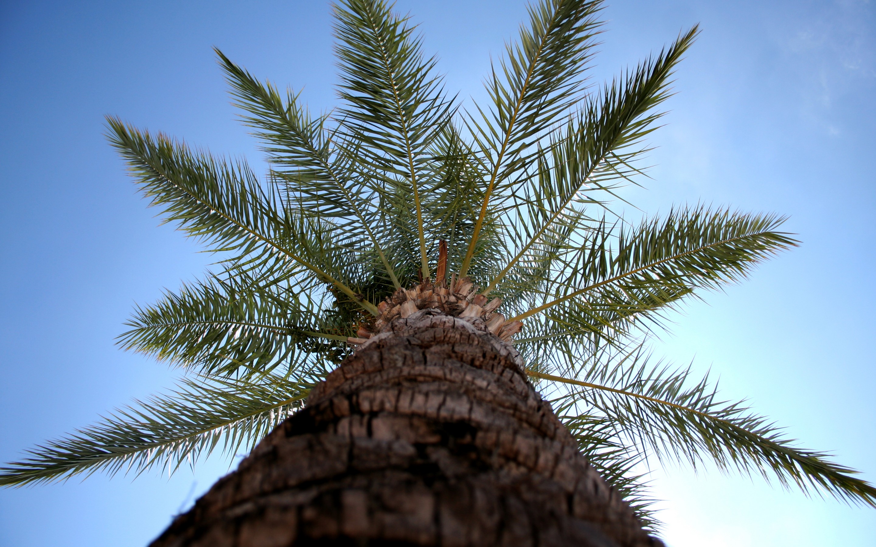 Free download wallpaper Earth, Palm Tree on your PC desktop