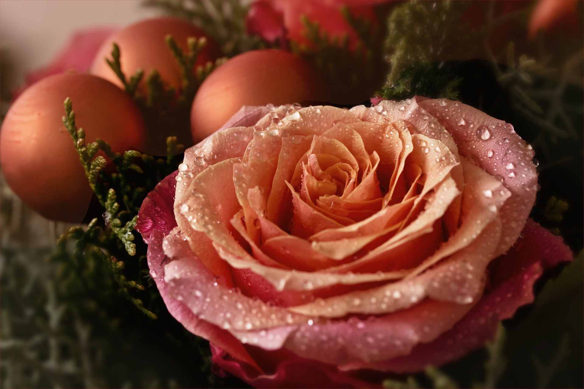 Завантажити шпалери Помаранчева Троянда на телефон безкоштовно