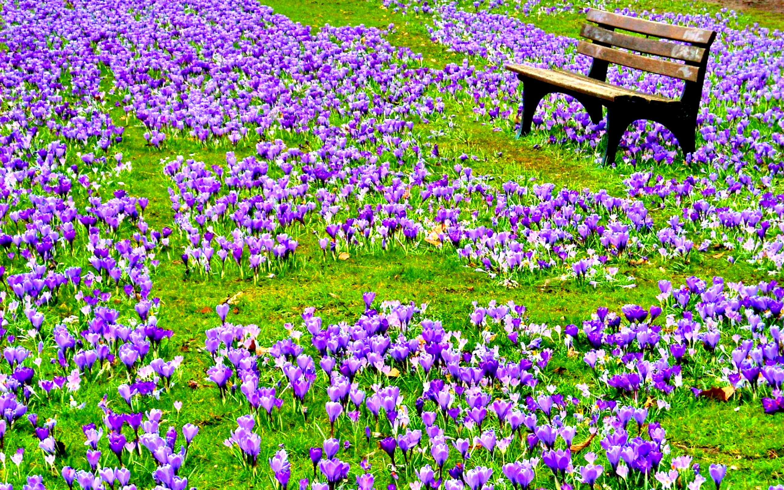 743749 скачать картинку весна, крокус, фиолетовый цветок, парк, земля/природа, скамейка, цветок - обои и заставки бесплатно