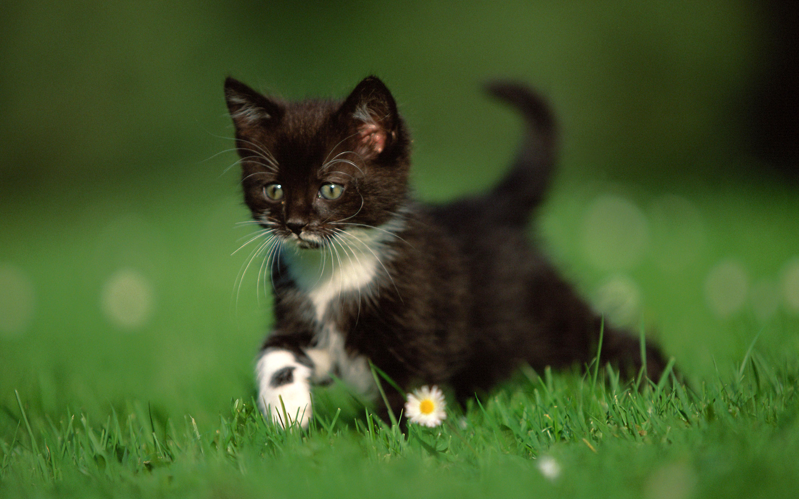 Baixe gratuitamente a imagem Animais, Gatos, Gato na área de trabalho do seu PC