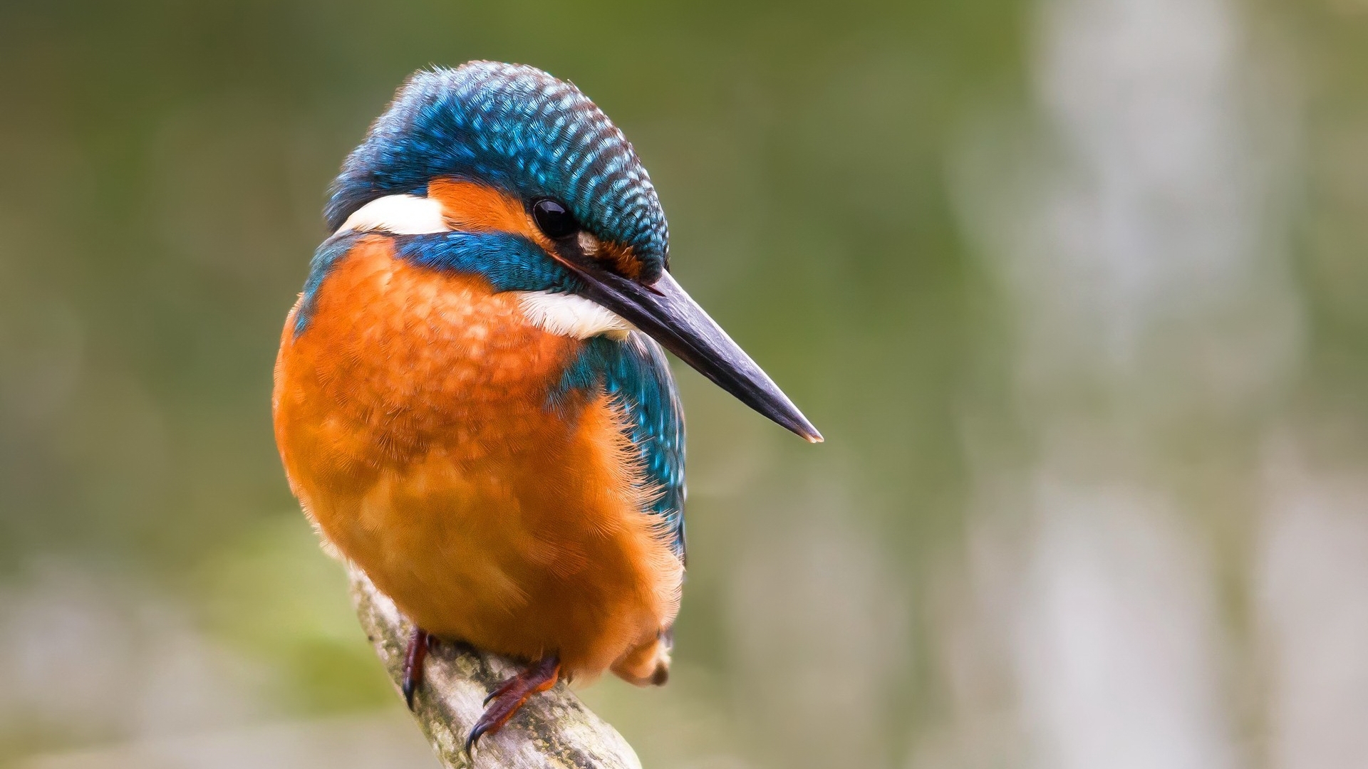 Download mobile wallpaper Animal, Kingfisher for free.