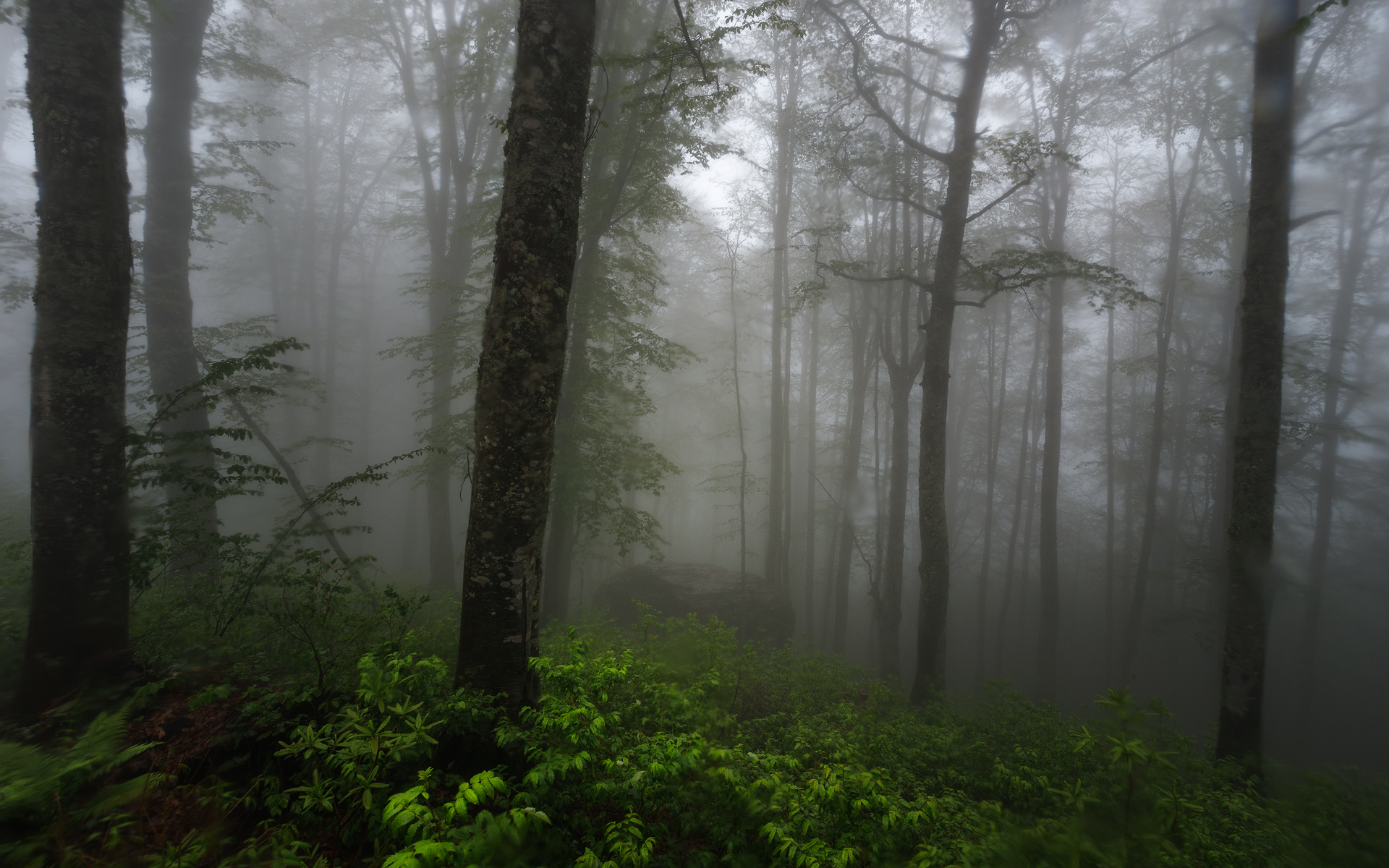 Baixar papel de parede para celular de Floresta, Terra/natureza, Neblina gratuito.