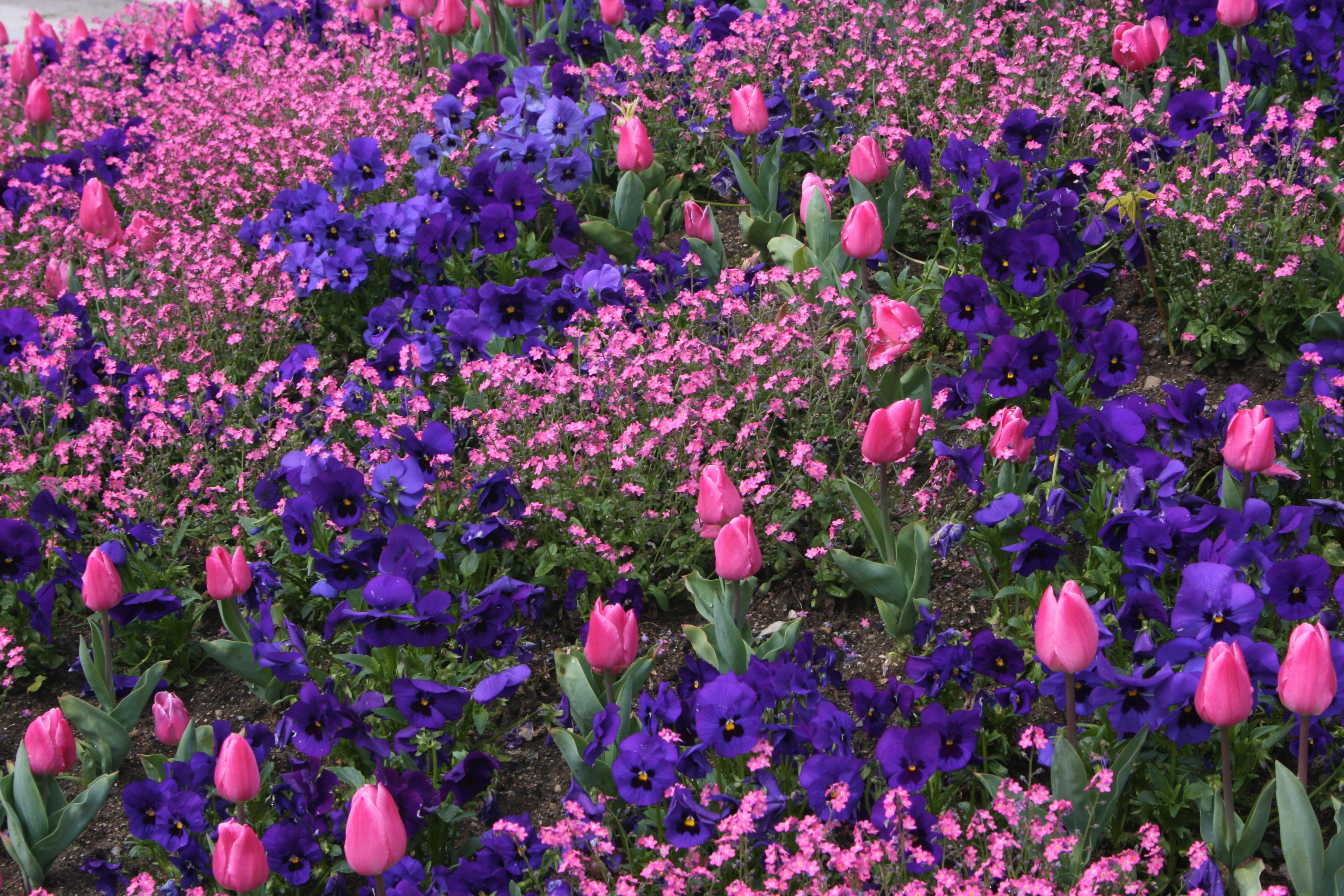 Baixe gratuitamente a imagem Flores, Flor, Flor Rosa, Tulipa, Flor Roxa, Terra/natureza, Amor Perfeito De Jardim na área de trabalho do seu PC