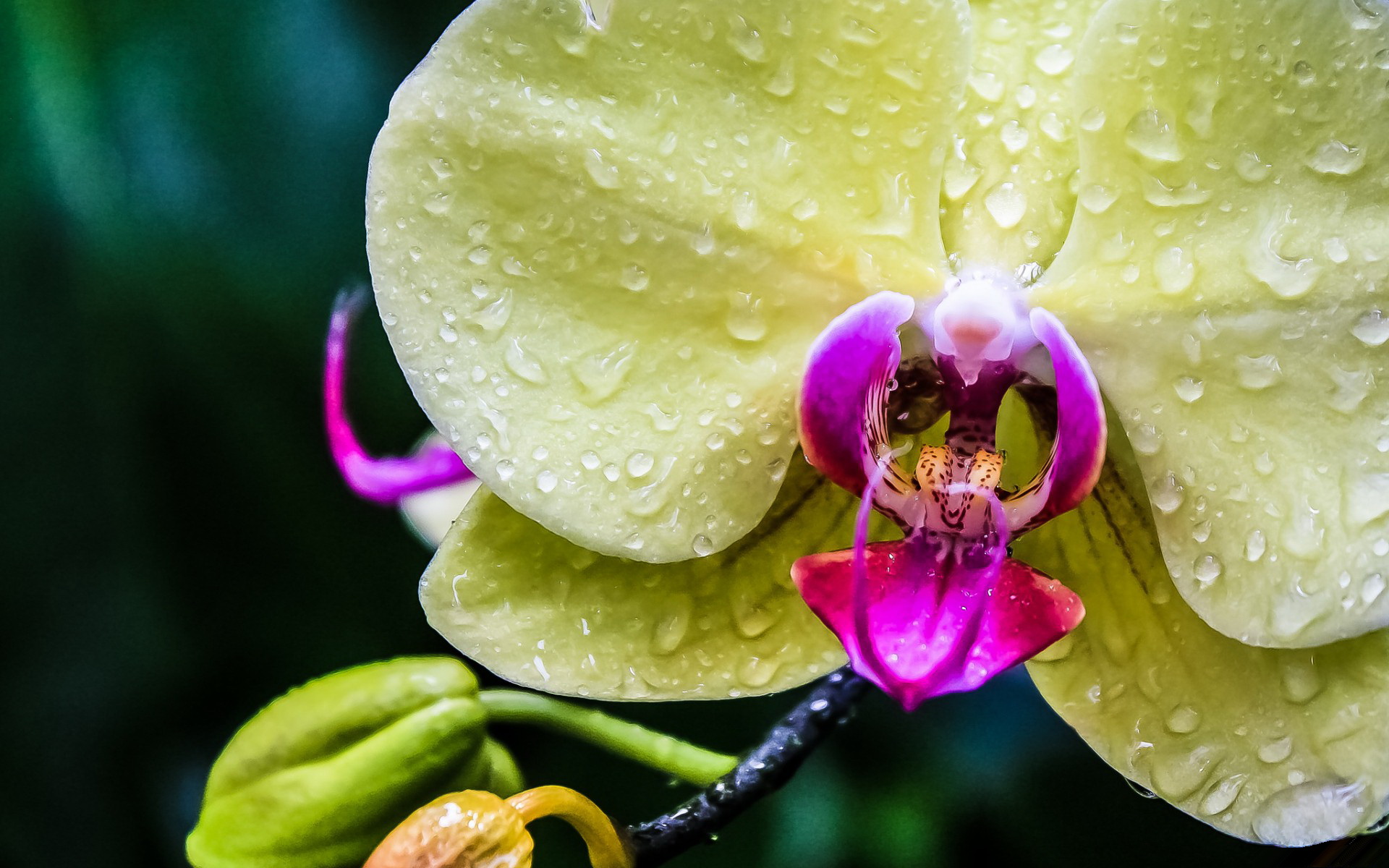 Baixe gratuitamente a imagem Flores, Orquídea, Terra/natureza na área de trabalho do seu PC