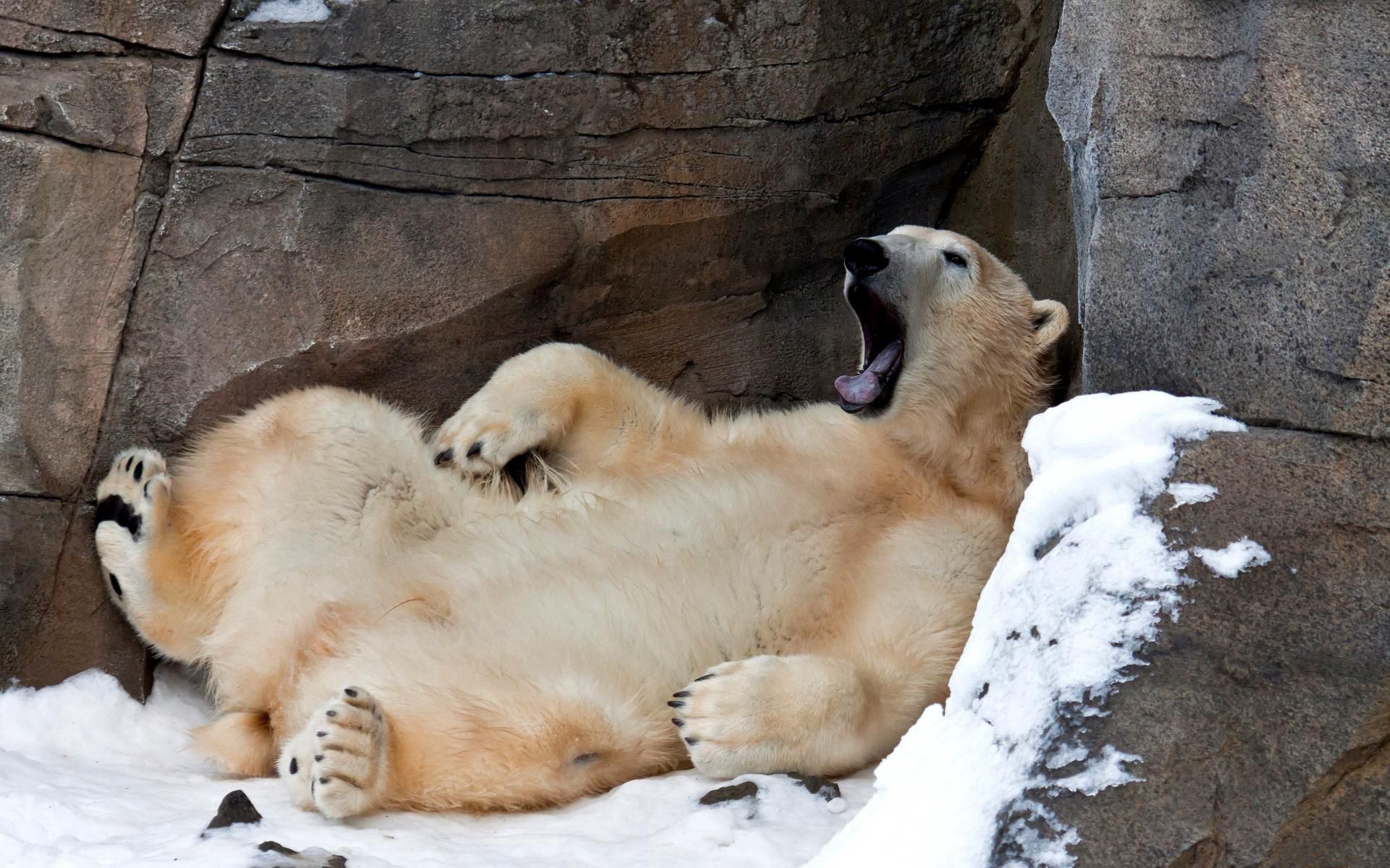 animals, white, bear, relaxation, rest, yawn