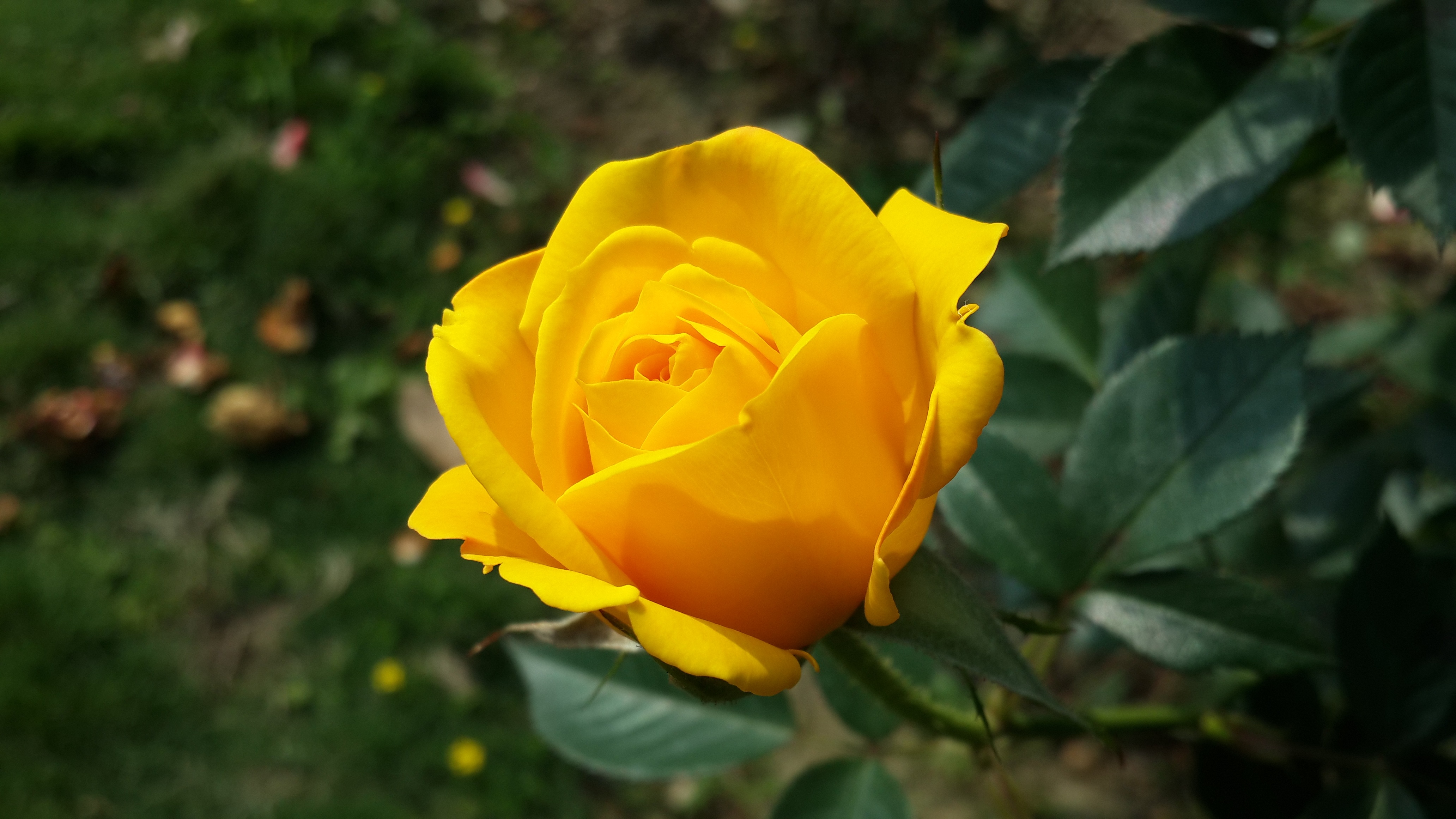 Téléchargez des papiers peints mobile Buisson, Bourgeon, Fleurs, Fleur, Rose, Une Rose gratuitement.
