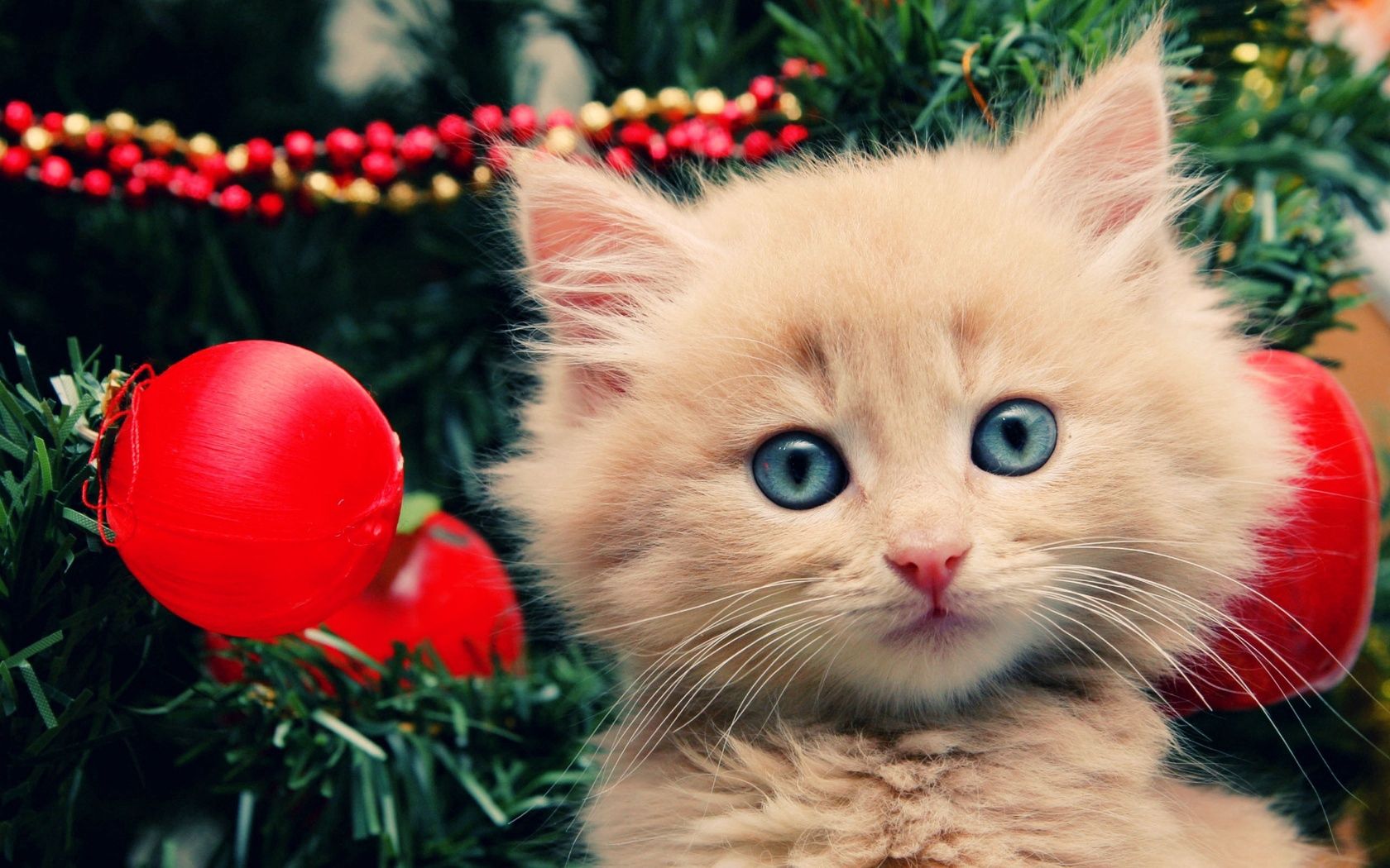 無料モバイル壁紙キティ, 銃口, 動物, ふかふかした, クリスマスツリーのおもちゃ, ふわふわ, クリスマスツリー, 子猫, クリスマスの飾りをダウンロードします。